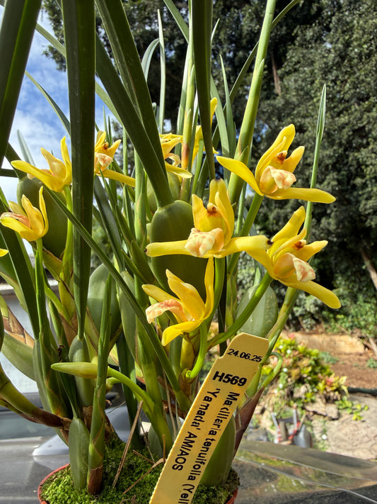 Maxillaria tenuifolia ‘Yamada’ The yellow coconut orchid (smells like coconut)