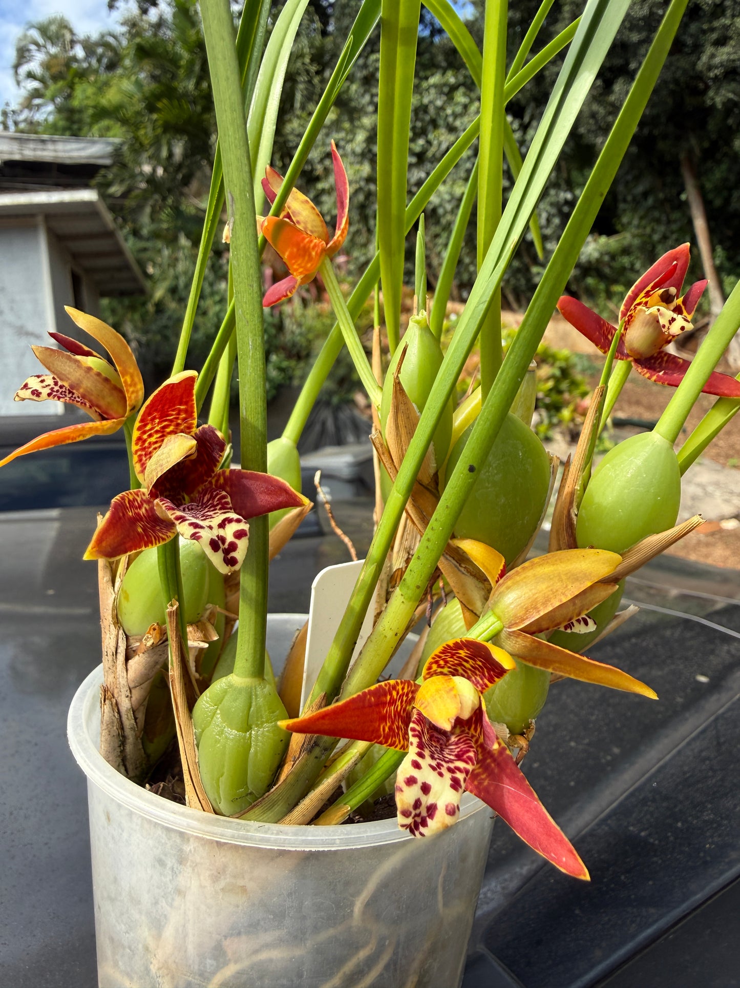 Maxillaria Tenuifolia 'red variety'- The Coconut Scented Orchid (Fragrant)