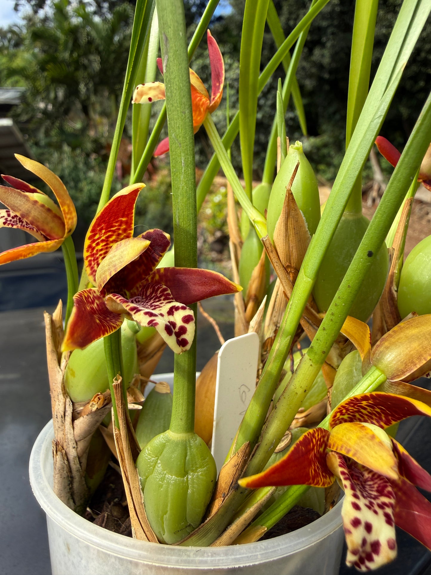 Maxillaria Tenuifolia 'red variety'- The Coconut Scented Orchid (Fragrant)