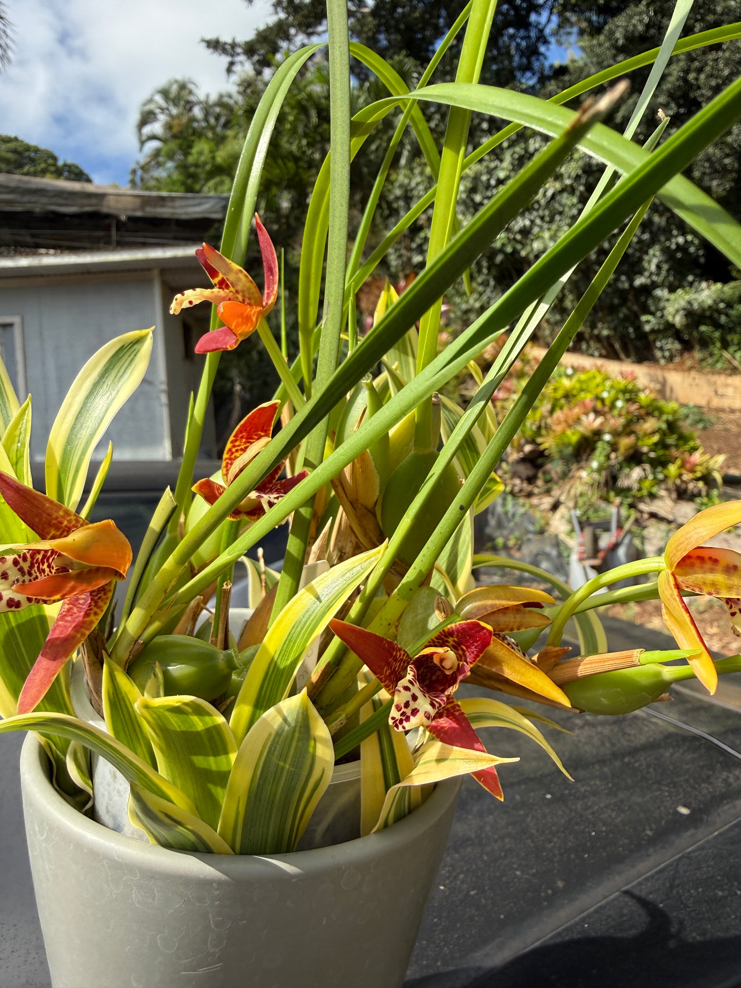 The Red Coconut Orchid Gift Basket (includes coconut scented orchid and cookies)