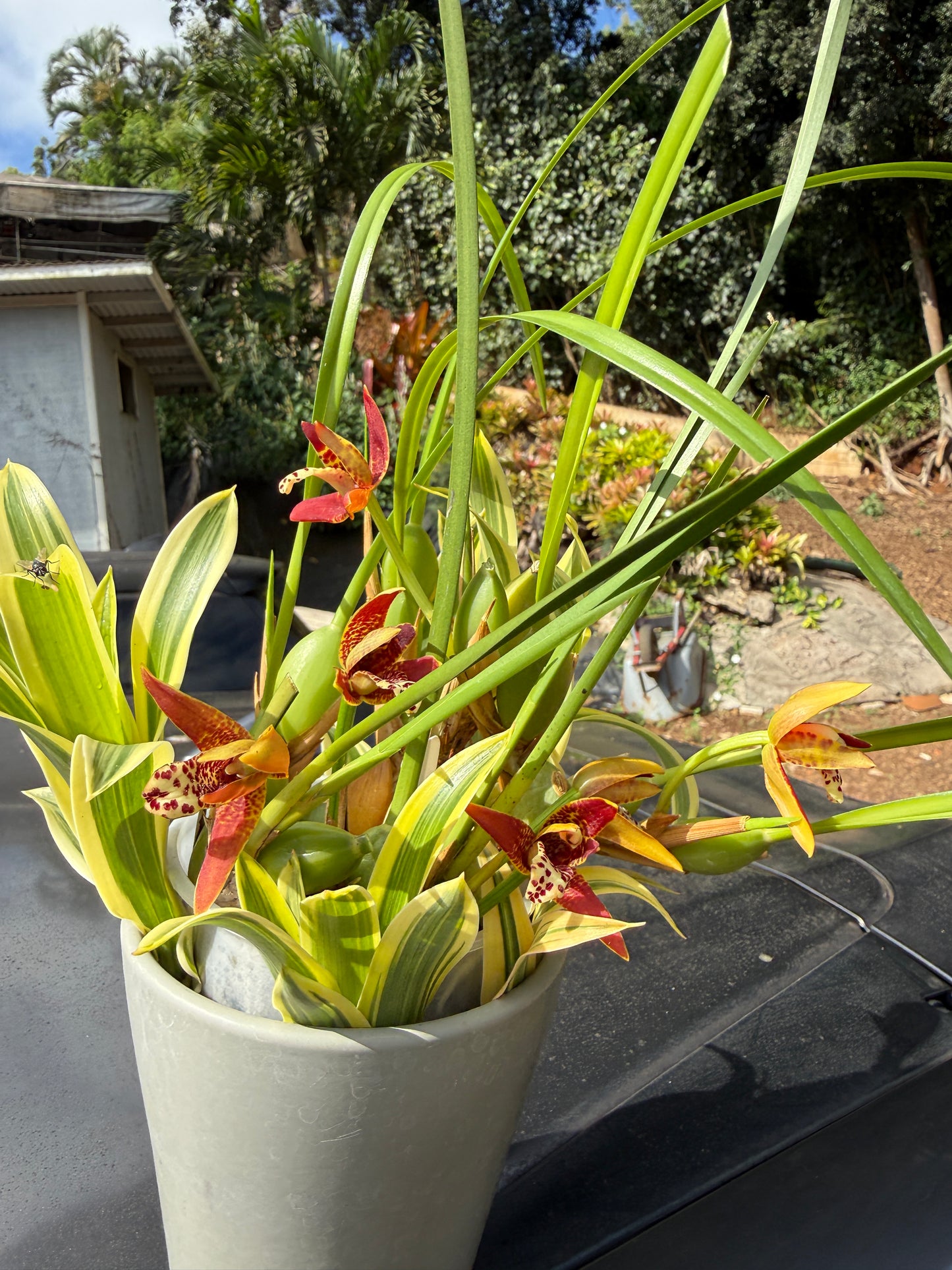 The Red Coconut Orchid Gift Basket (includes coconut scented orchid and cookies)