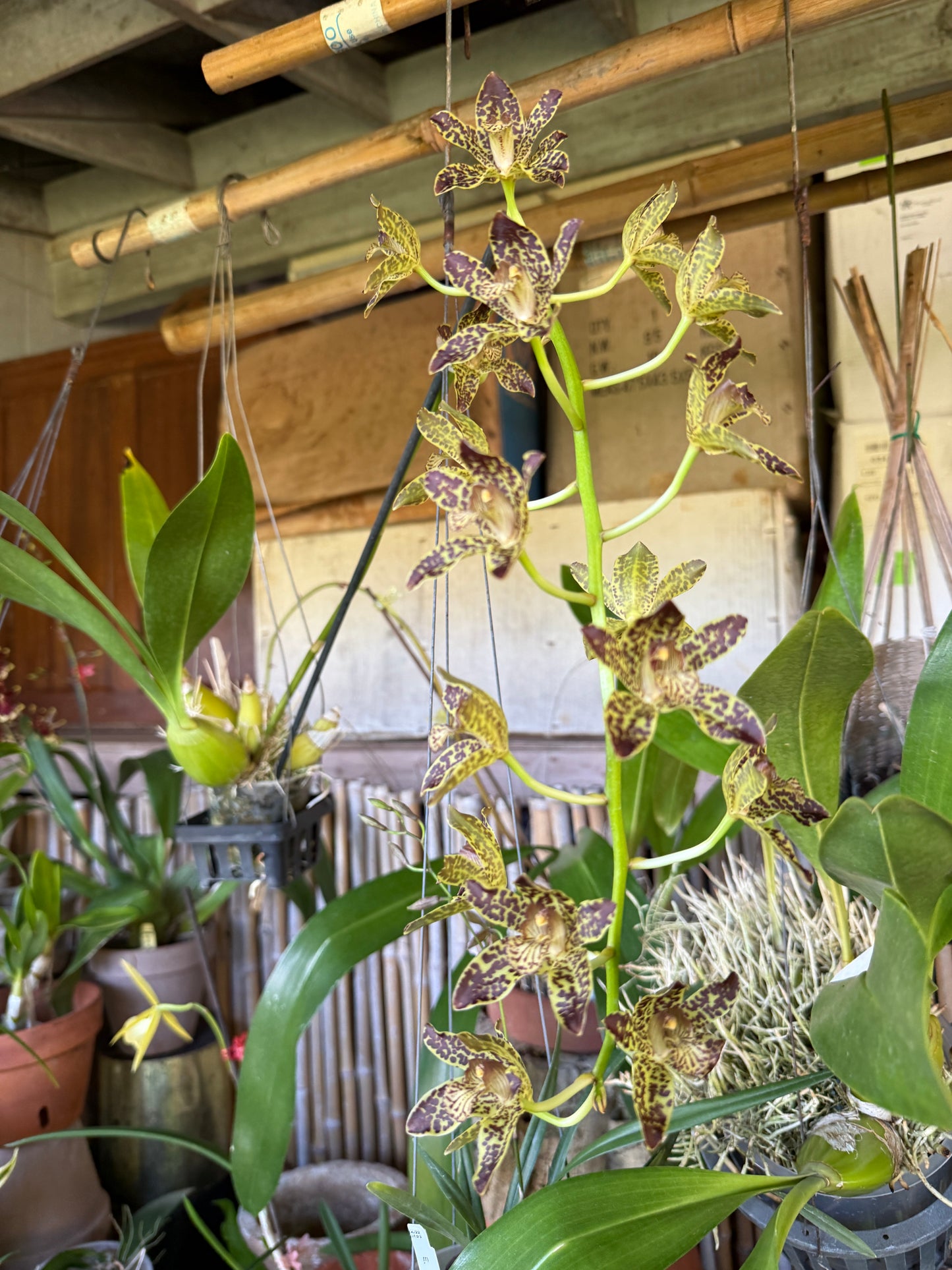 Grammatophyllum Jumbo Grand x Scriptum 'Dwarf' ( a reasonably sized gram)