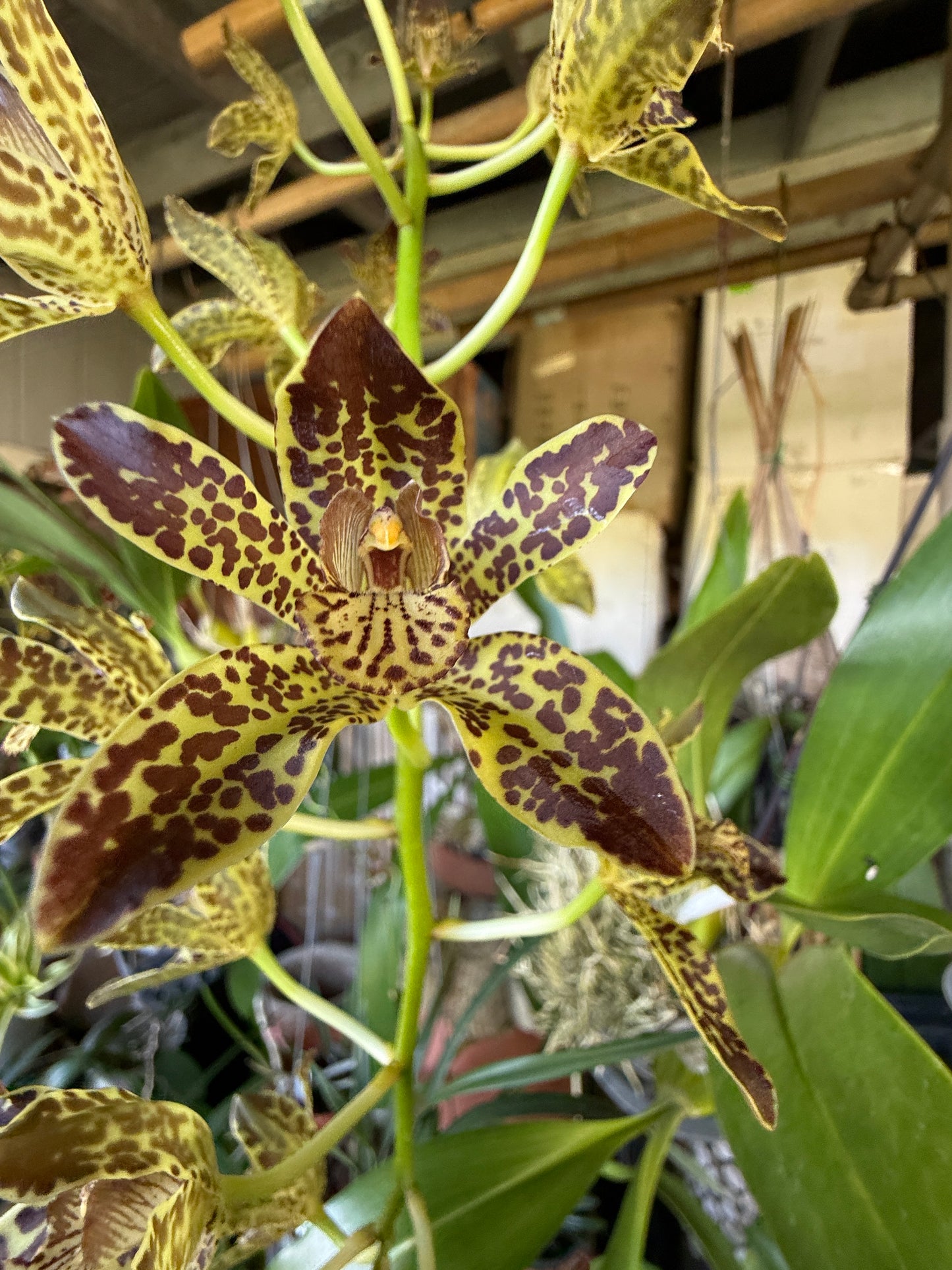 Grammatophyllum Jumbo Grand x Scriptum 'Dwarf' ( a reasonably sized gram)