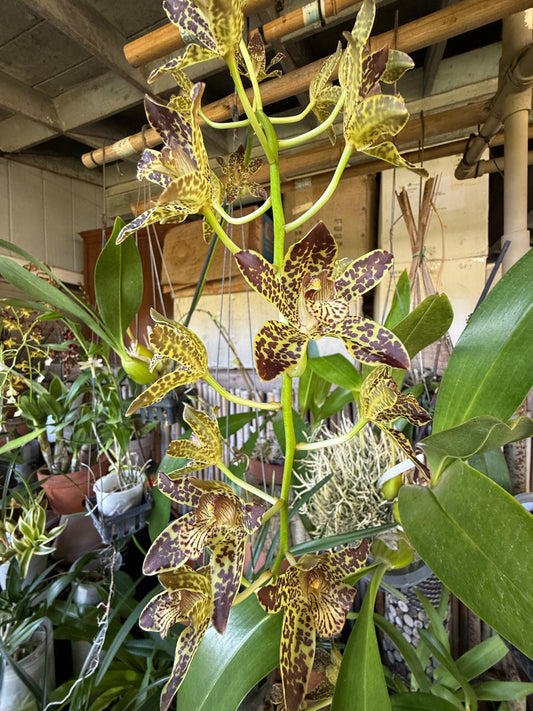 Grammatophyllum Jumbo Grand x Scriptum 'Dwarf' ( a reasonably sized gram)