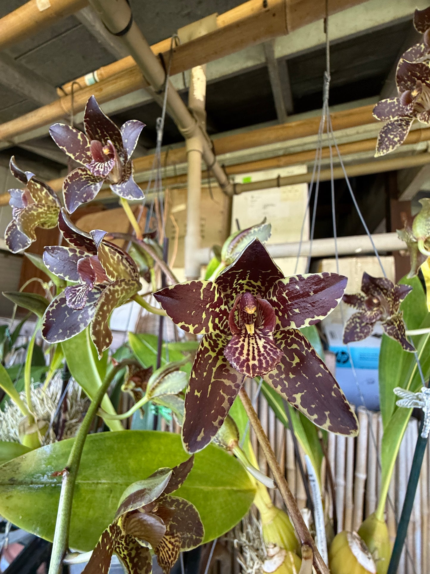 Grammatophyllum Jumbo Grand 'PK' compact orchid with ultra showy dark flowers(one of my favorites)