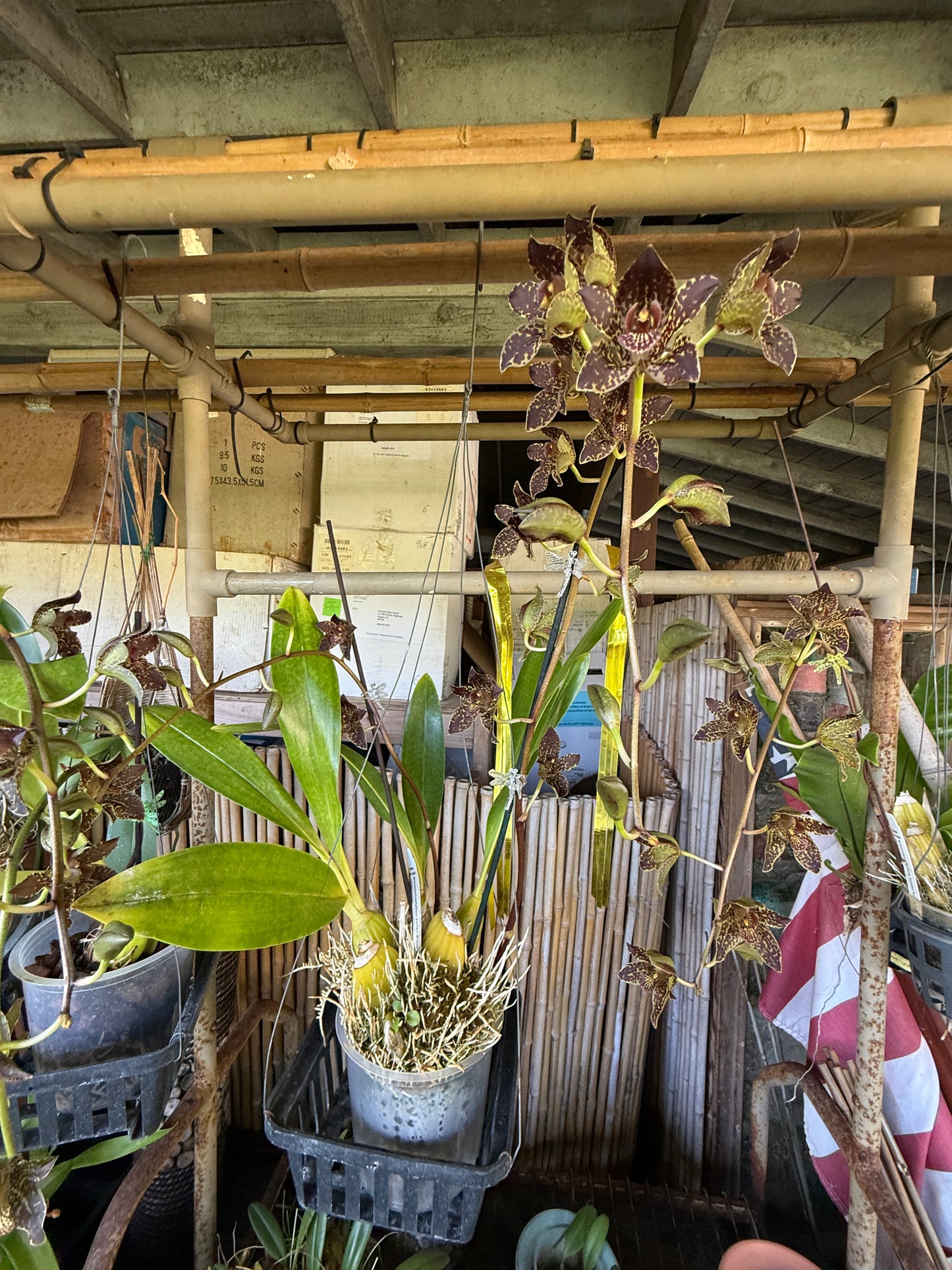 Grammatophyllum Jumbo Grand 'PK' compact orchid with ultra showy dark flowers(one of my favorites)