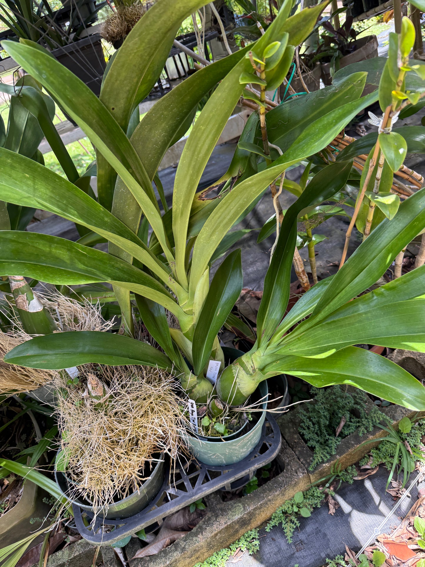 Grammatophyllum Broga Tiger 'Beverly'
