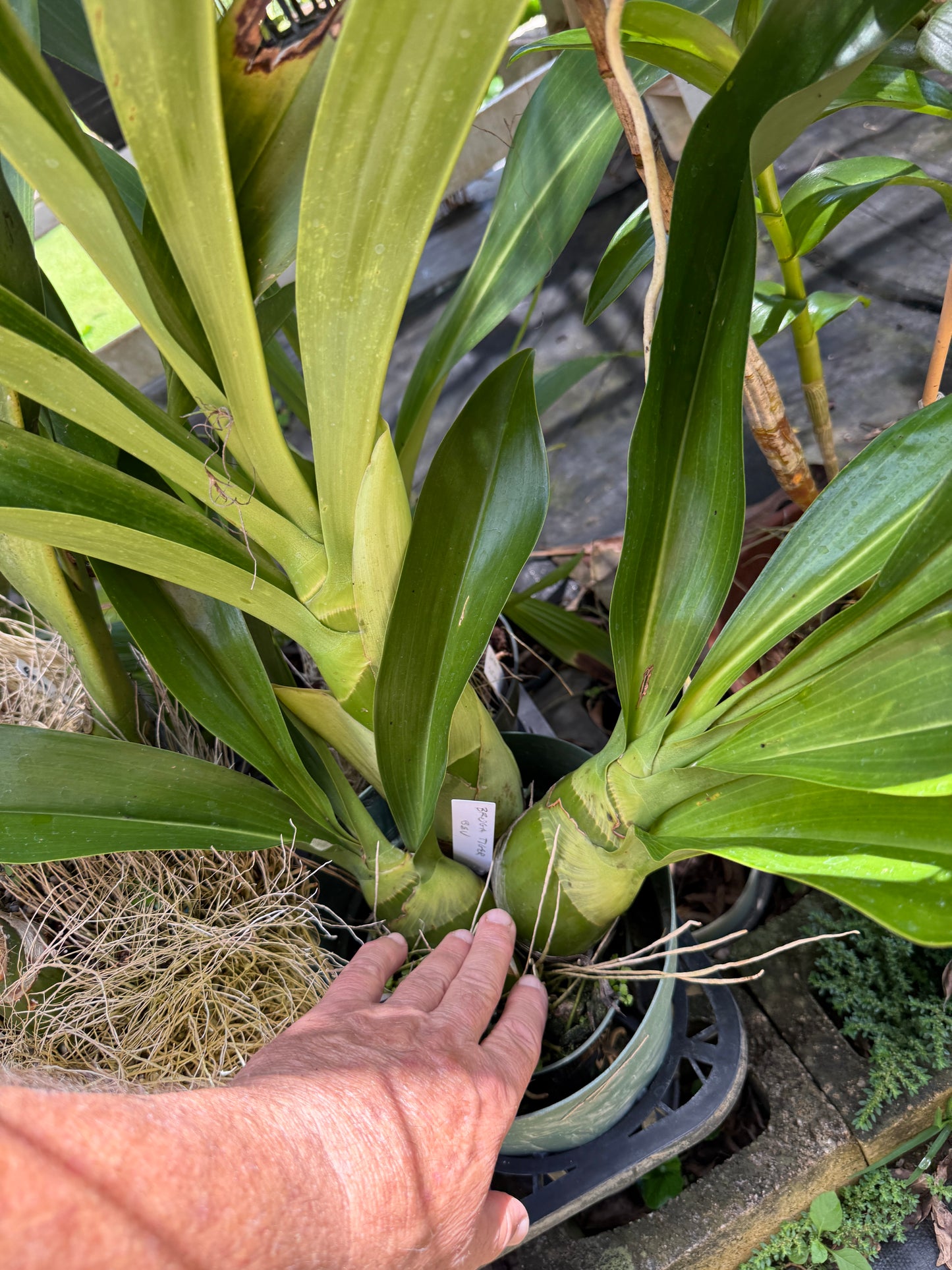 Grammatophyllum Broga Tiger 'Beverly'