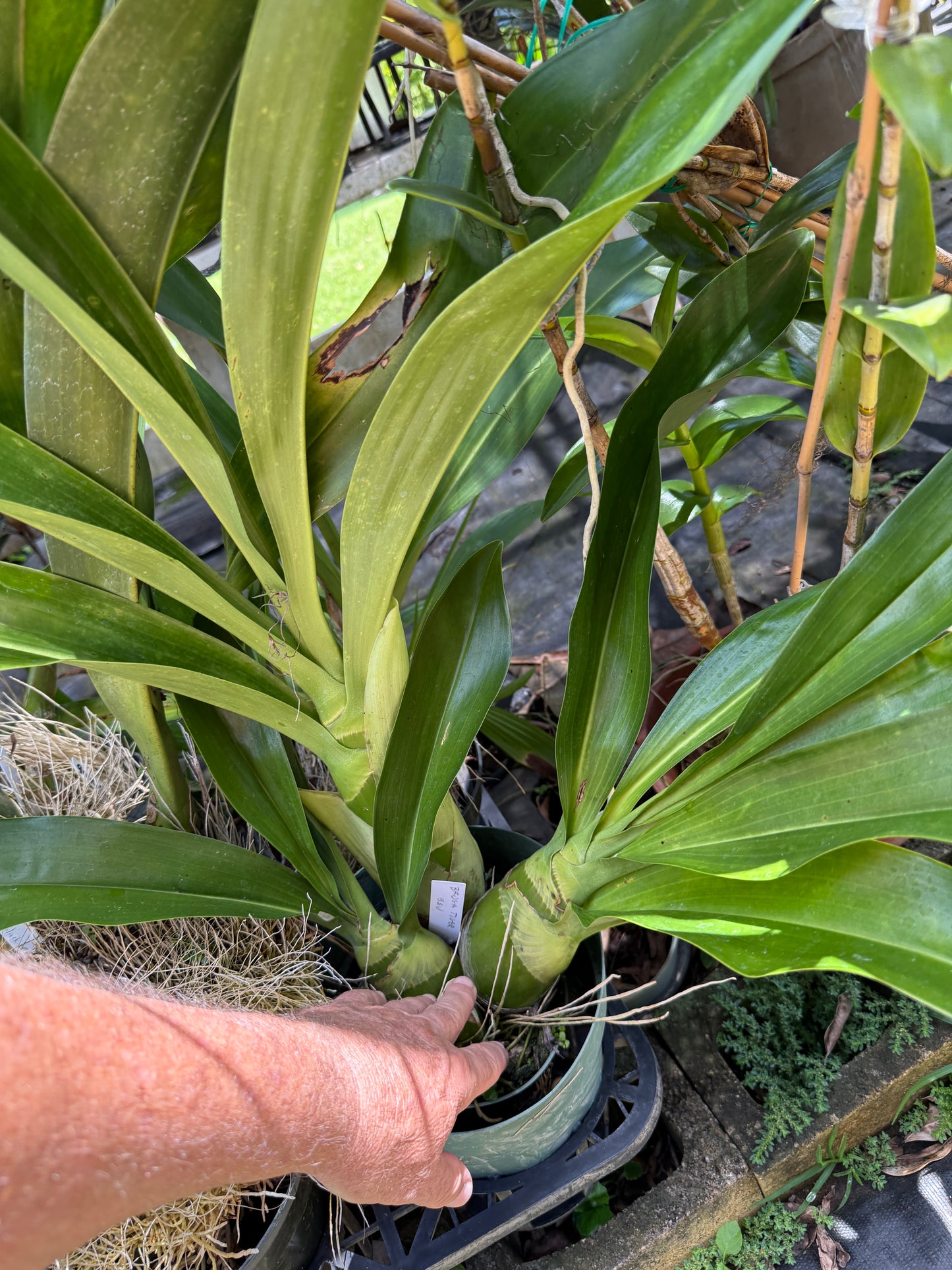 Grammatophyllum Broga Tiger 'Beverly'