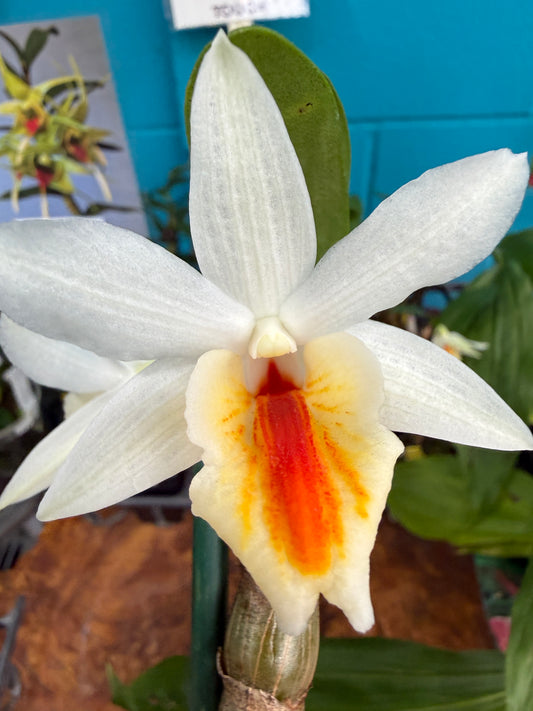 Den. Christy Dawn (Dawn Maree x christyanum) orchid