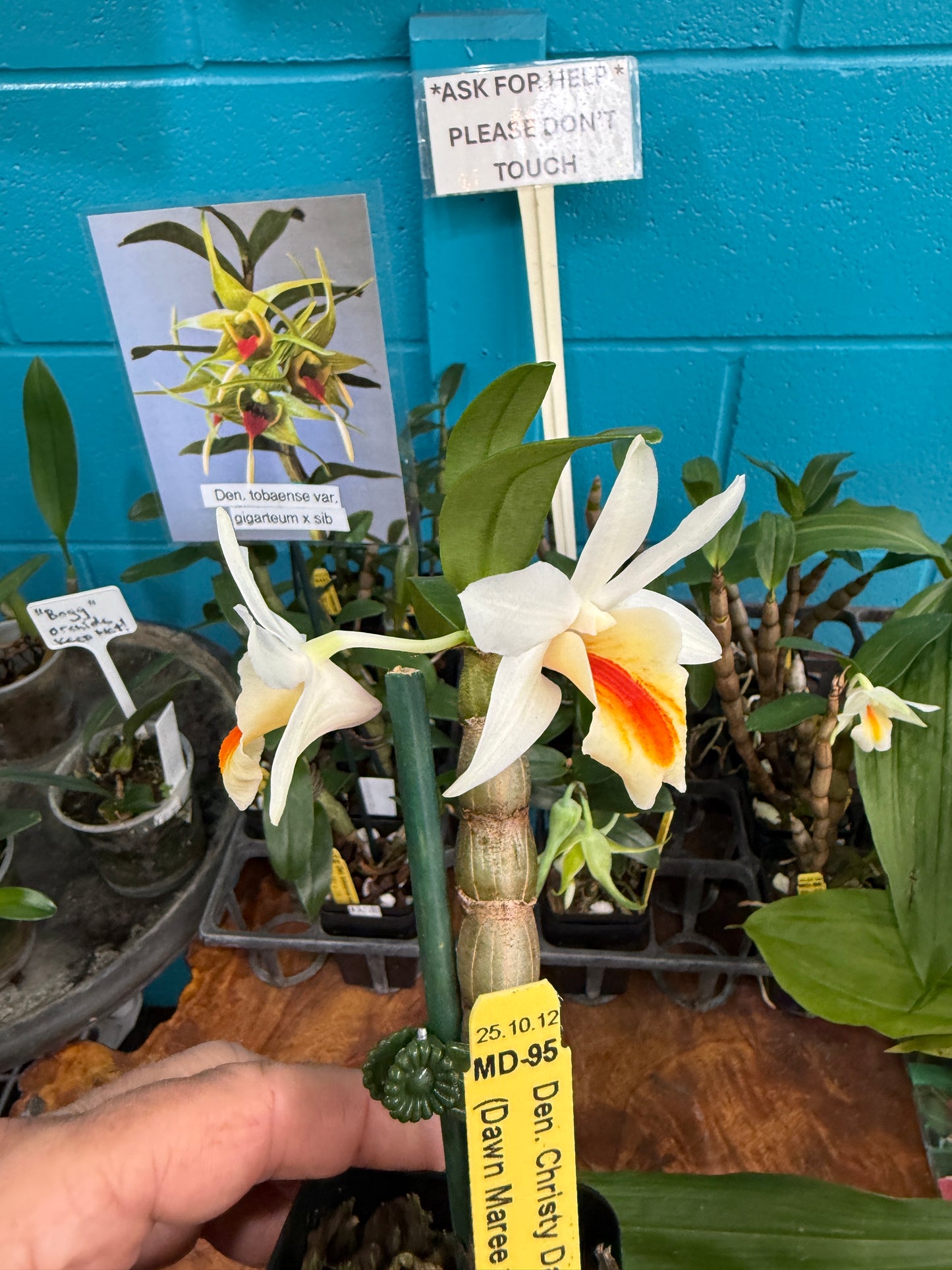 Den. Christy Dawn (Dawn Maree x christyanum) orchid