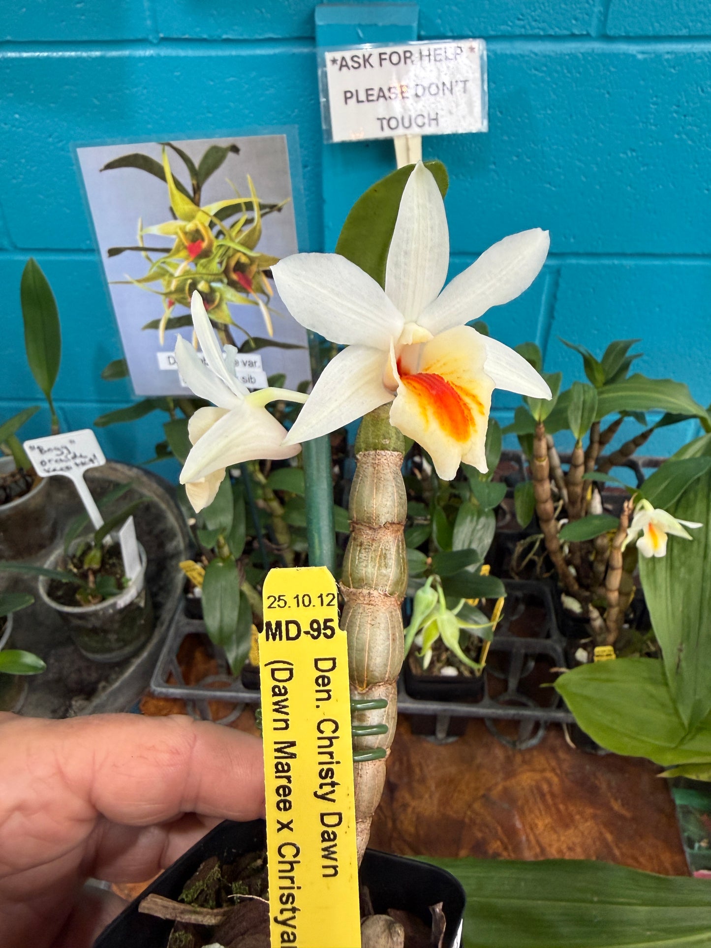 Den. Christy Dawn (Dawn Maree x christyanum) orchid