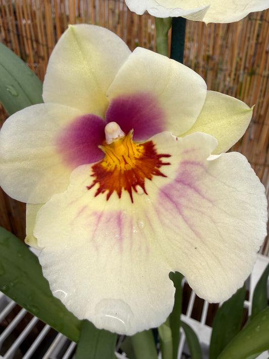 Milt. Arthur Cobbledick 'Springtime' HCC/AOS 2 spike orchid