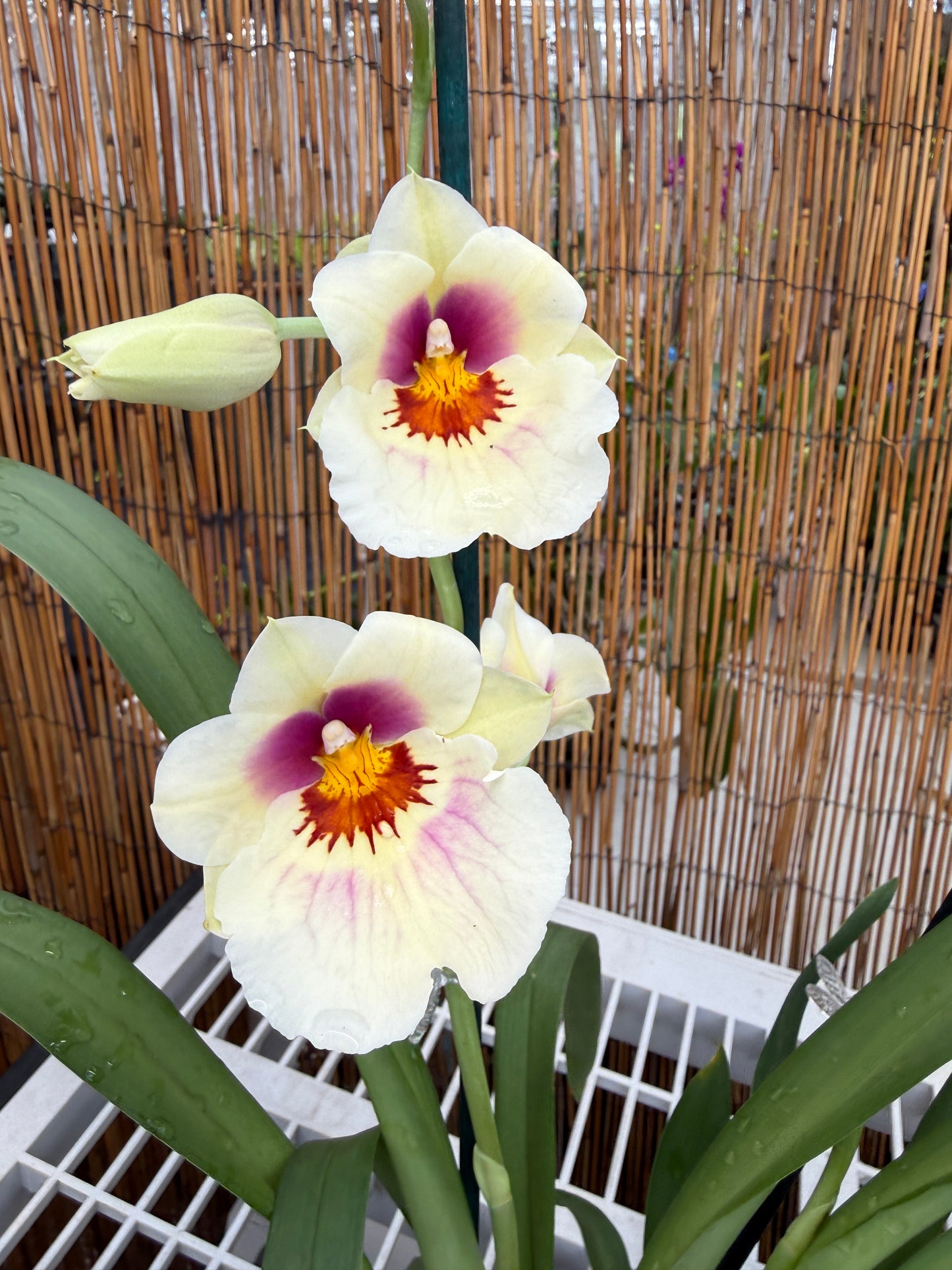 Milt. Arthur Cobbledick 'Springtime' HCC/AOS 2 spike orchid
