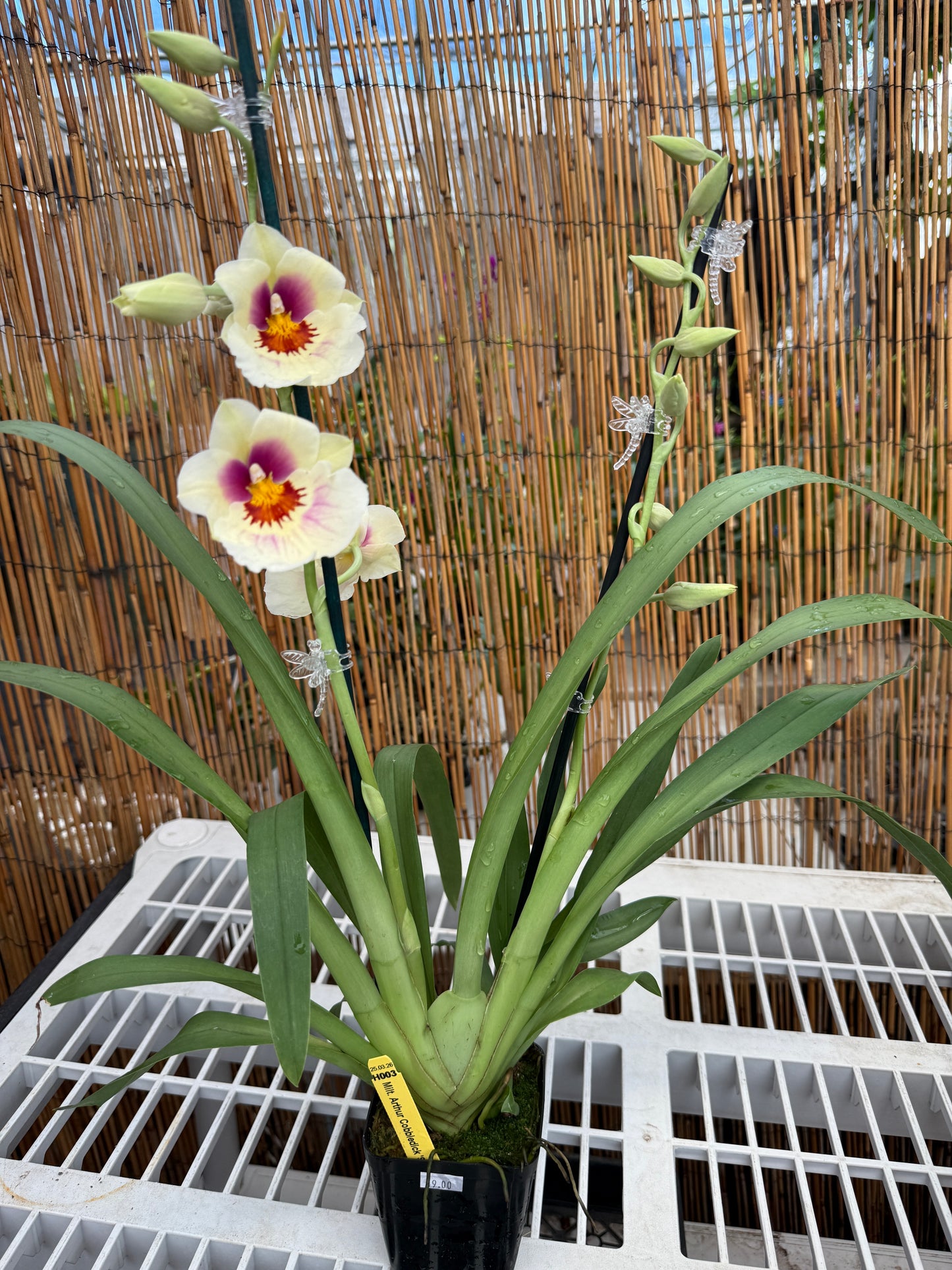 Milt. Arthur Cobbledick 'Springtime' HCC/AOS 2 spike orchid