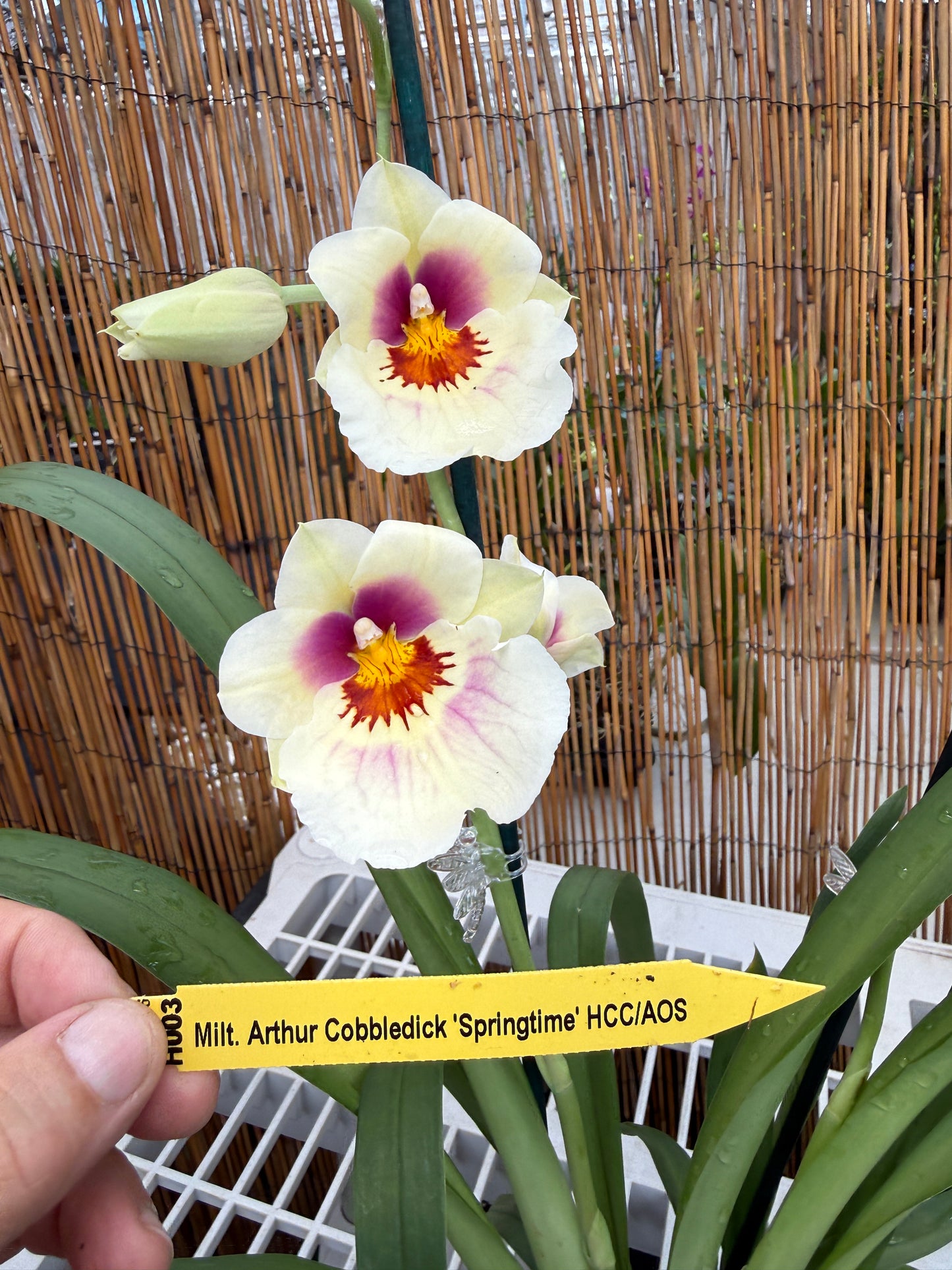 Milt. Arthur Cobbledick 'Springtime' HCC/AOS 2 spike orchid
