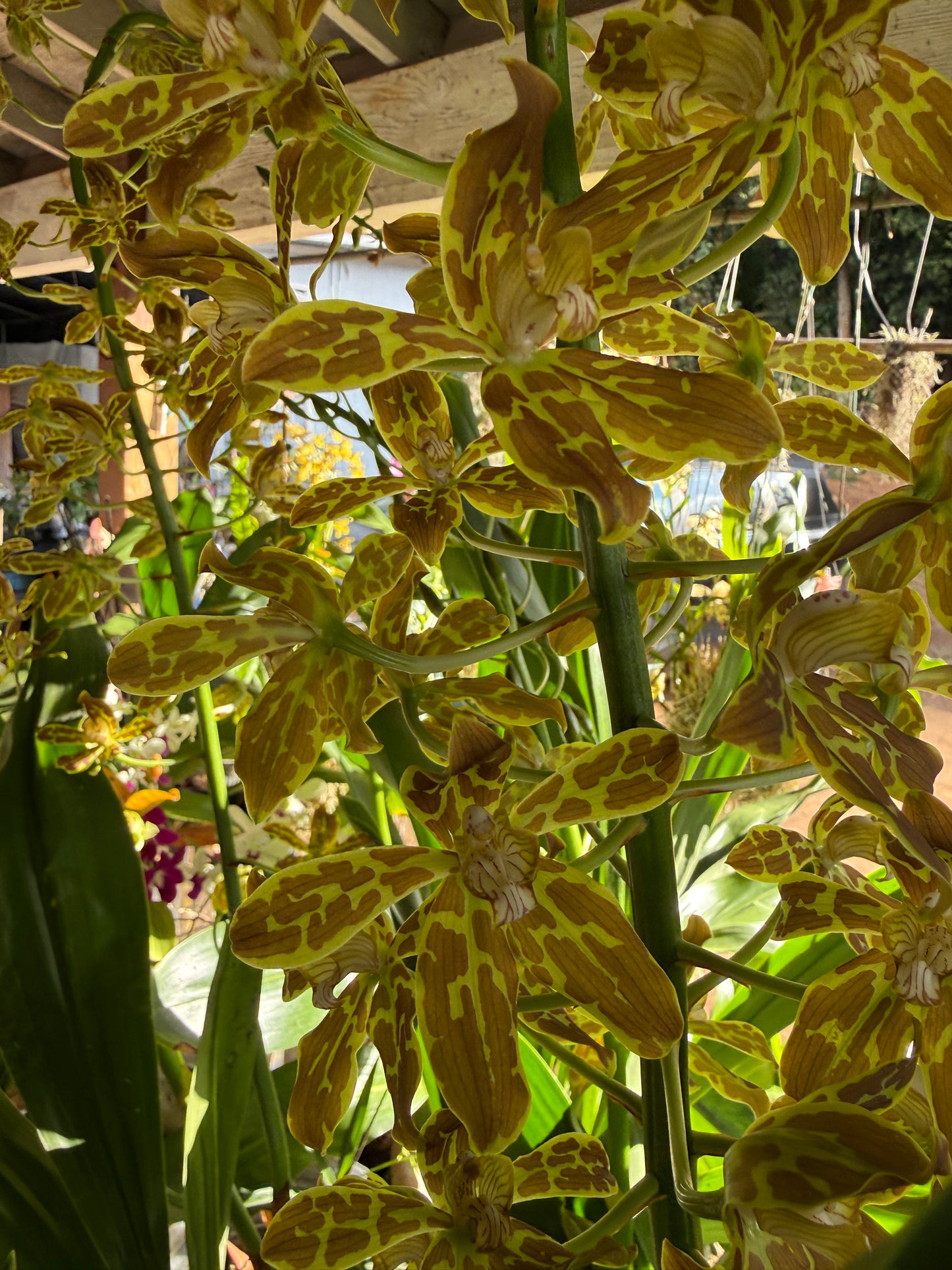 Gram. scriptum v Tigrinum 'Leopard' 4N x Scriptum v. Citrinum (big monster hybrid gram) 6-10" pot
