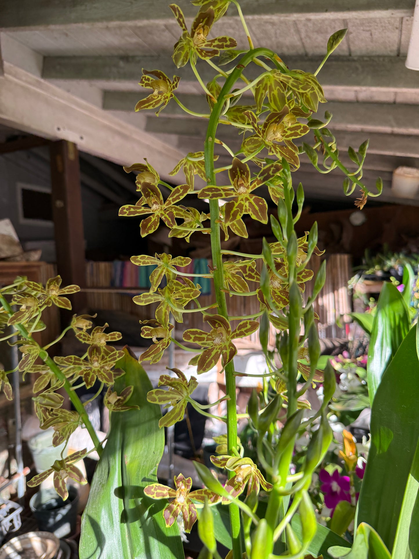 Gram. scriptum v Tigrinum 'Leopard' 4N x Scriptum v. Citrinum (big monster hybrid gram) 6-10" pot