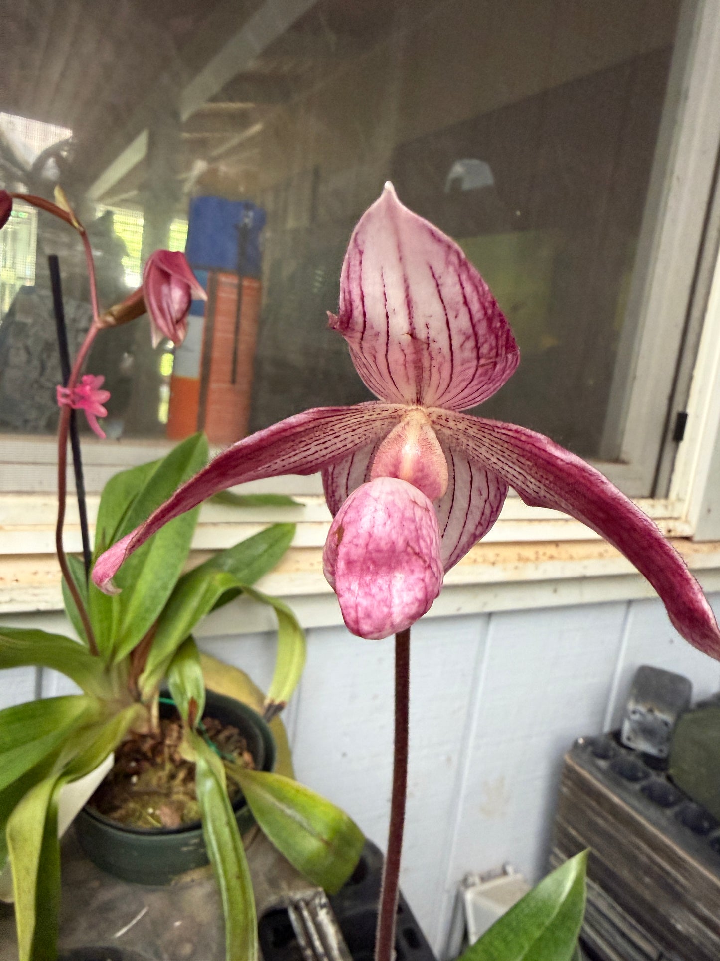 Paph. Dr. Toot (delentaii x kolopakingii var. topperi 'Crown' BM TPS)