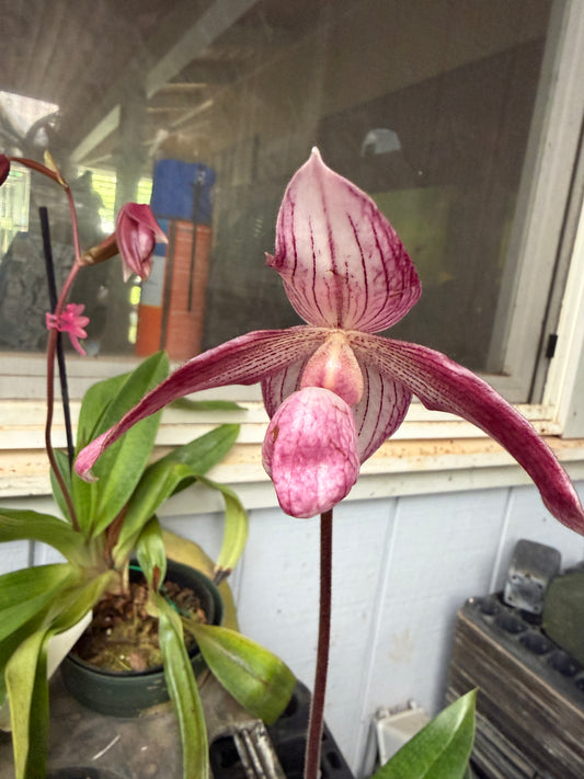 Paph. Dr. Toot (delentaii x kolopakingii var. topperi 'Crown' BM TPS)