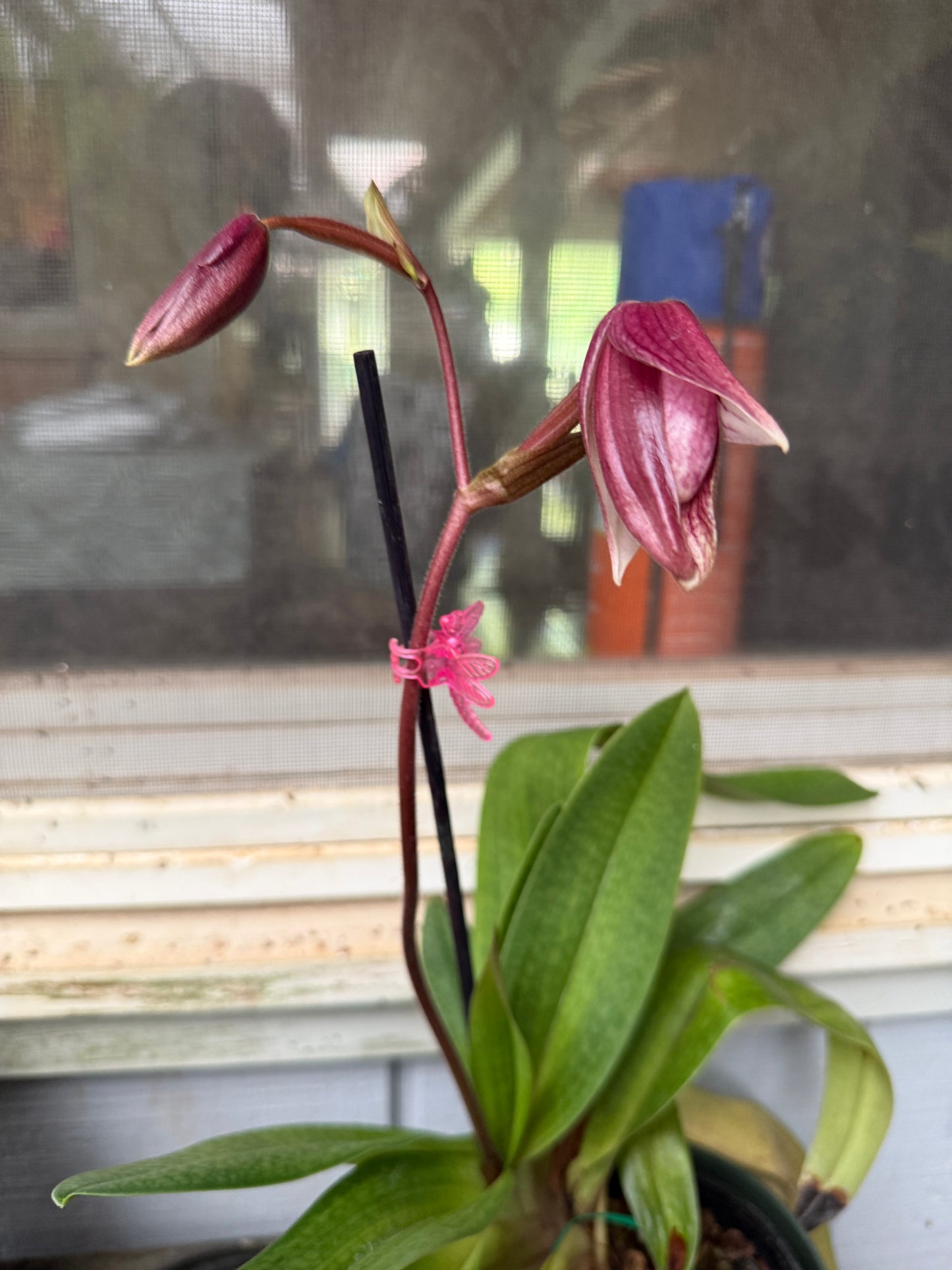 Paph. Dr. Toot (delentaii x kolopakingii var. topperi 'Crown' BM TPS)
