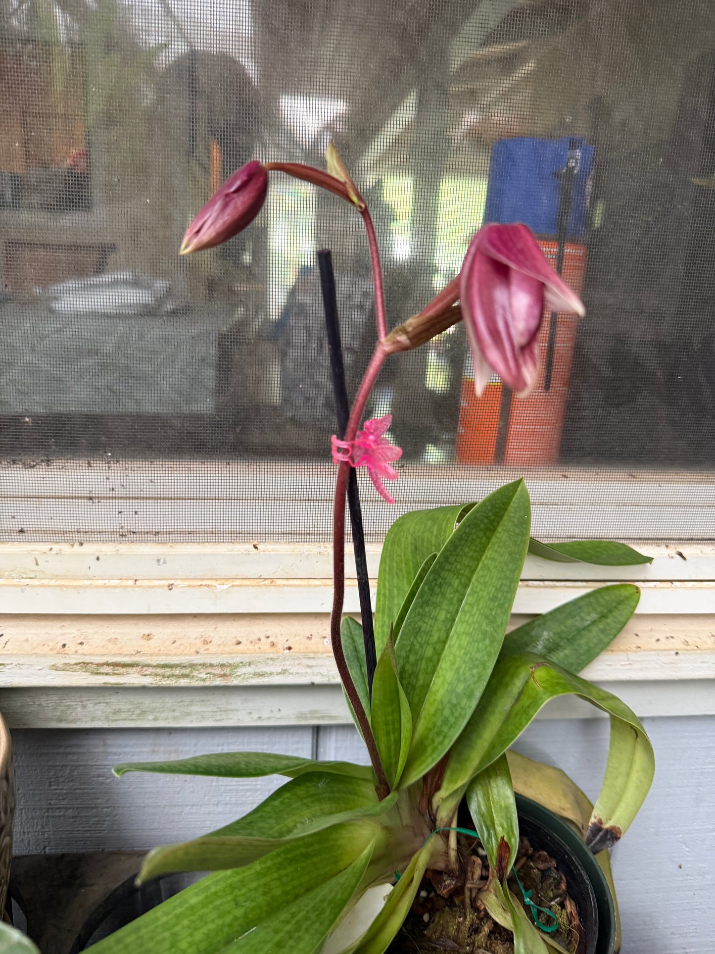 Paph. Dr. Toot (delentaii x kolopakingii var. topperi 'Crown' BM TPS)