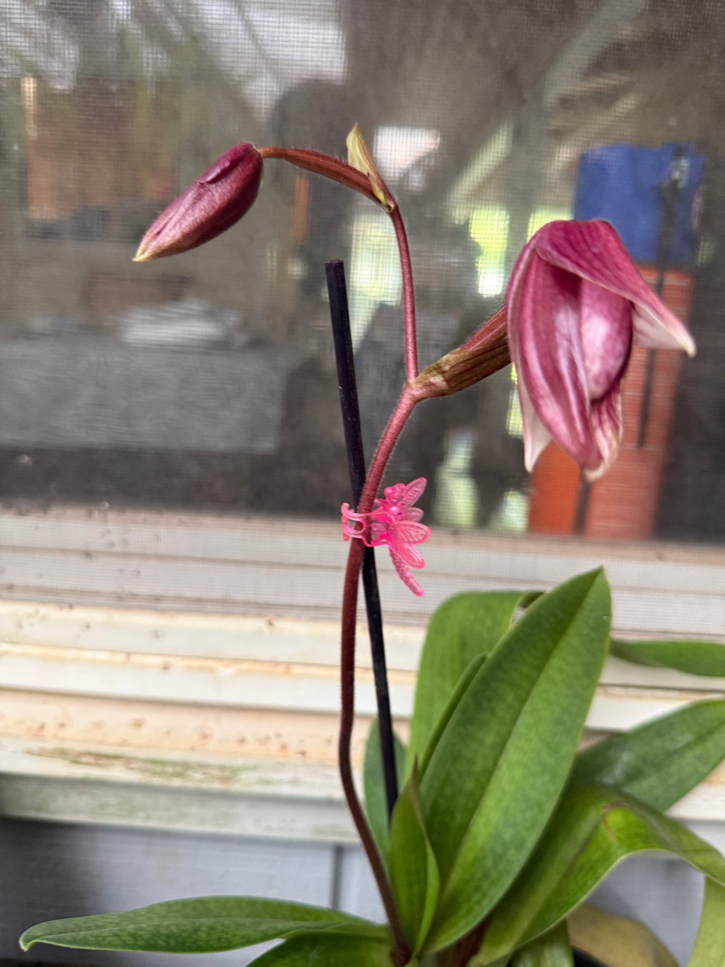 Paph. Dr. Toot (delentaii x kolopakingii var. topperi 'Crown' BM TPS)