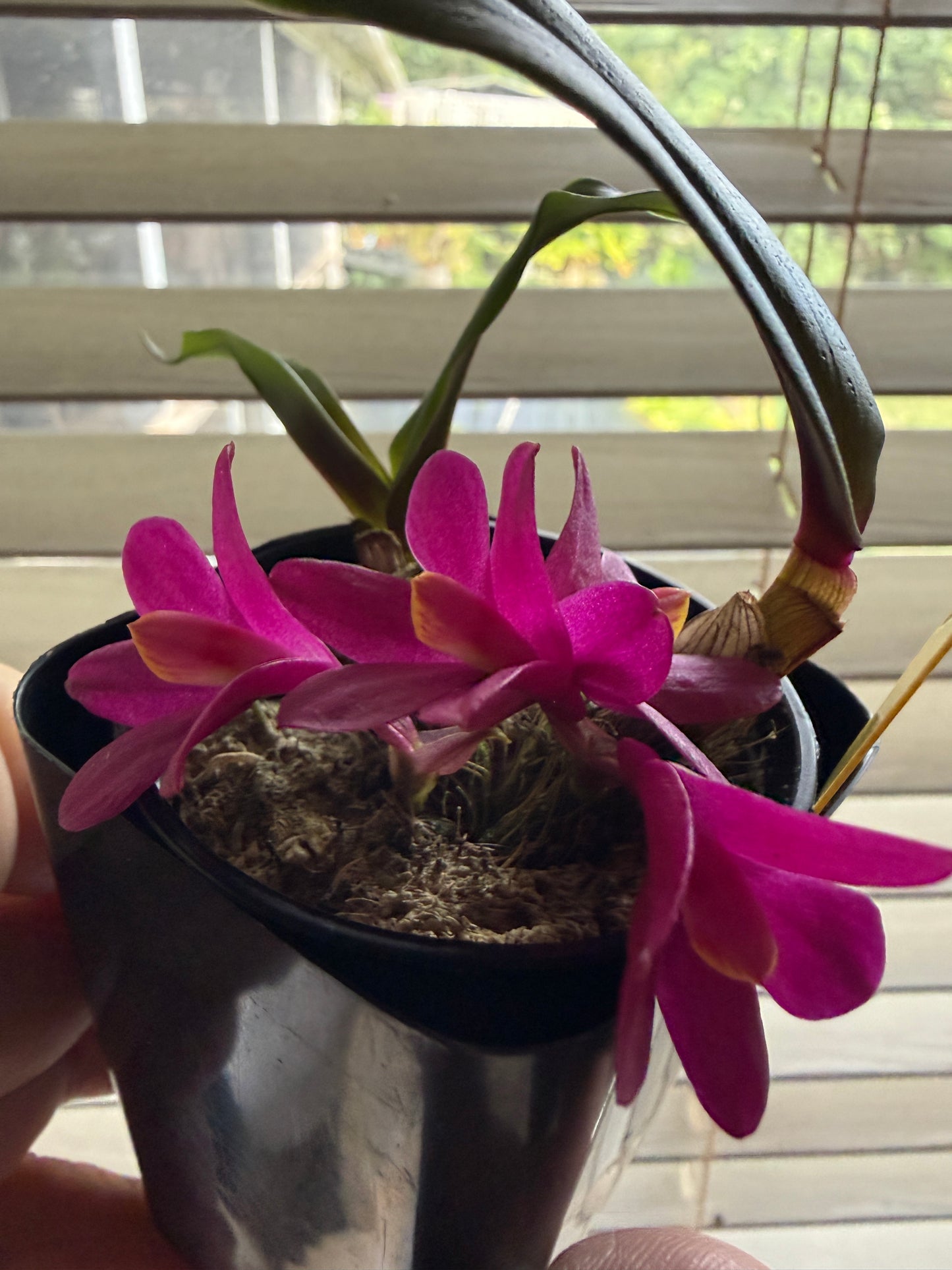 Den. laevifollum 'Hot Pink' x sib The King
