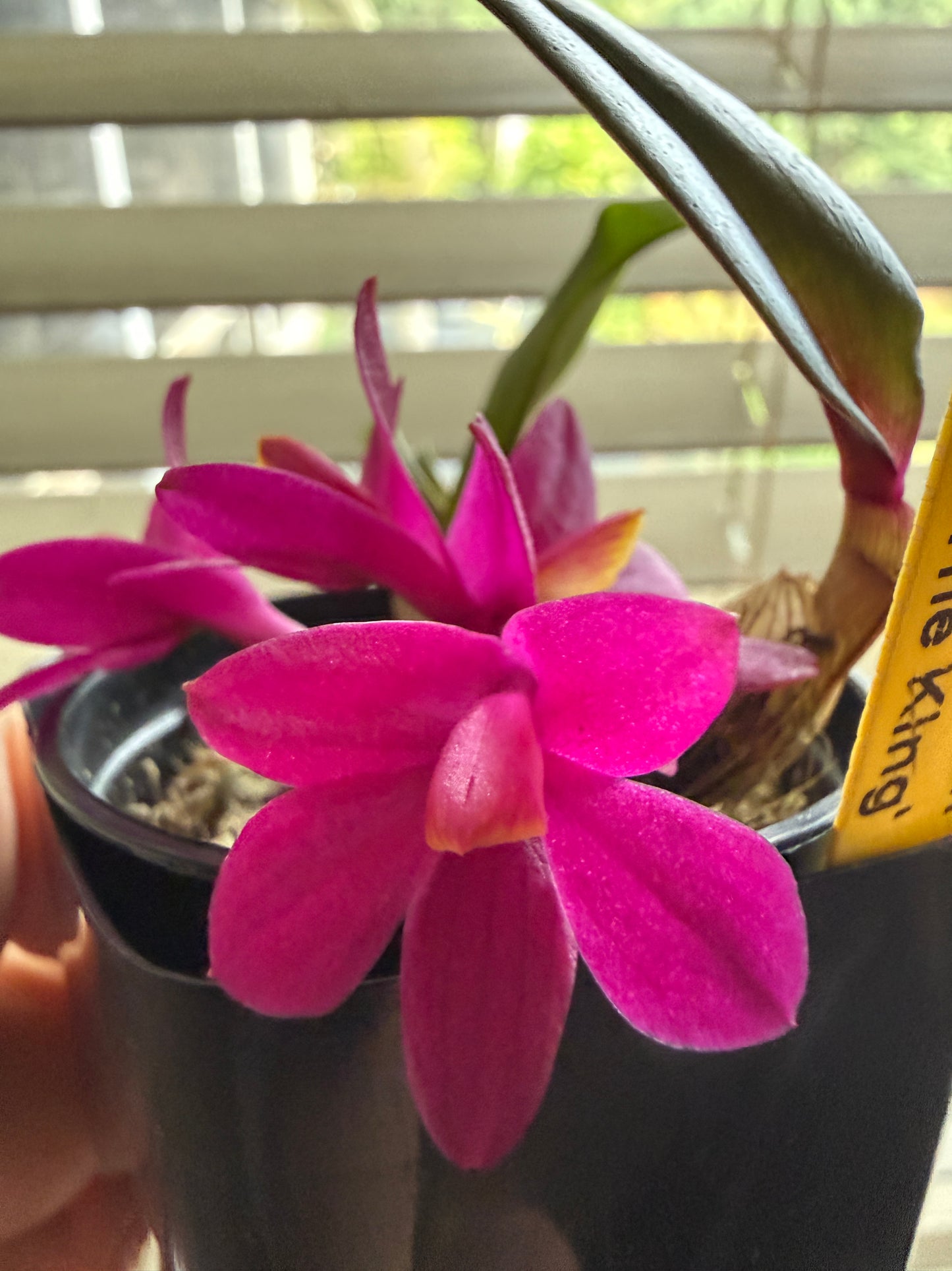 Den. laevifollum 'Hot Pink' x sib The King