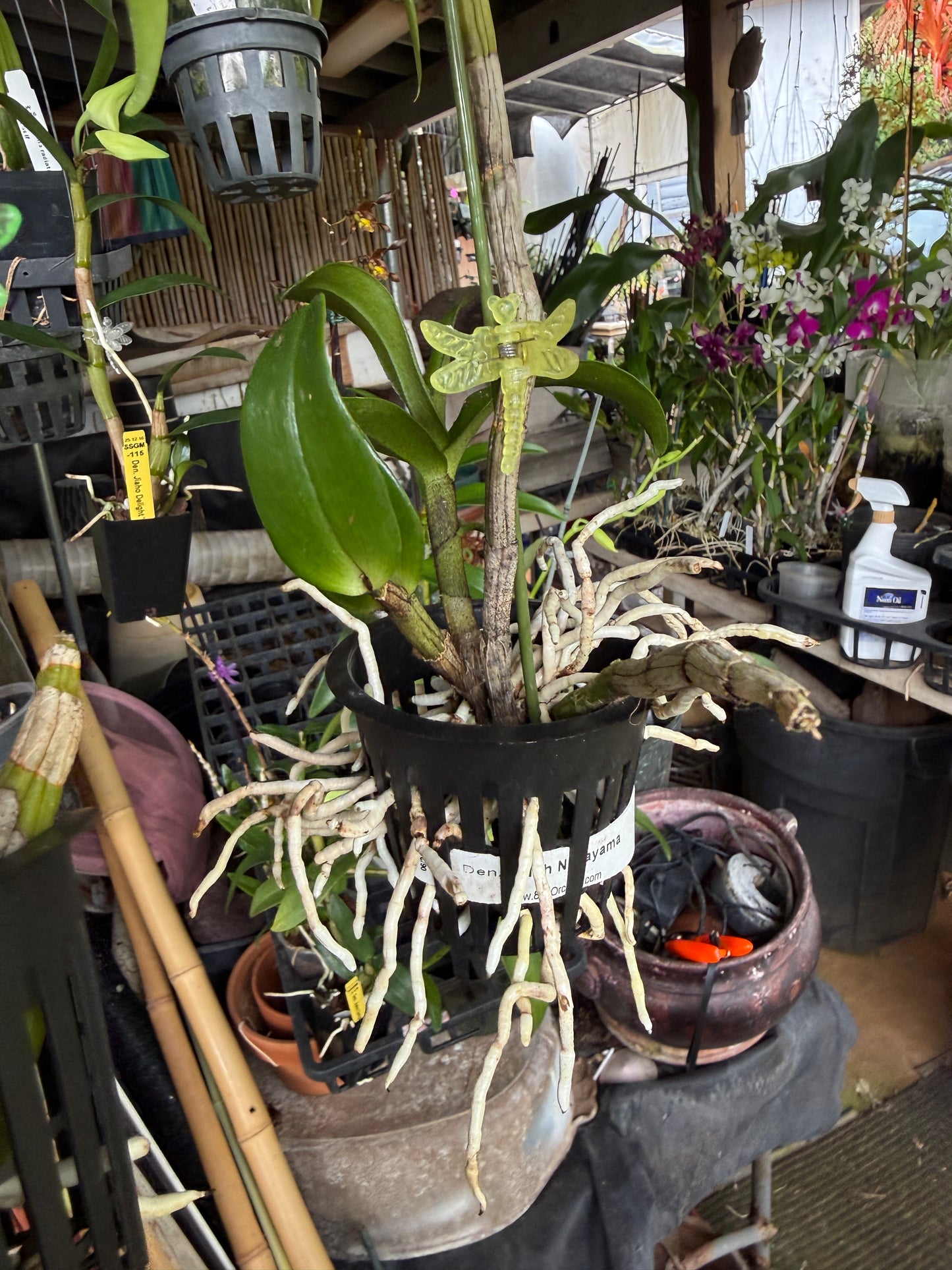 Den. Judith Nakayama, growing in air baskets with impressive air roots, way cool! basket growing is the new thing!