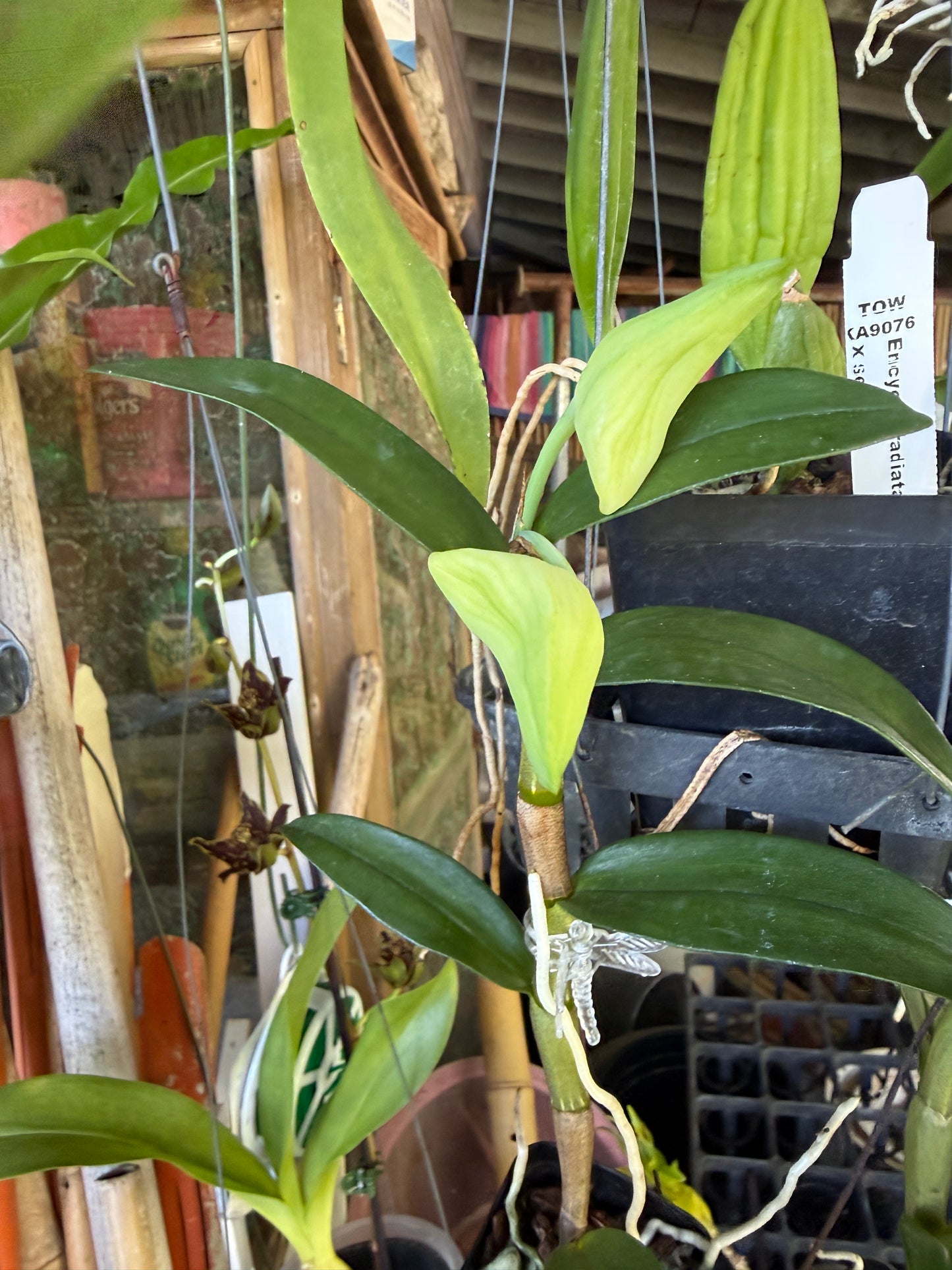 Den. Jiaho Delight 'Red Lips' hybrid orchid with blooms lasting for months!