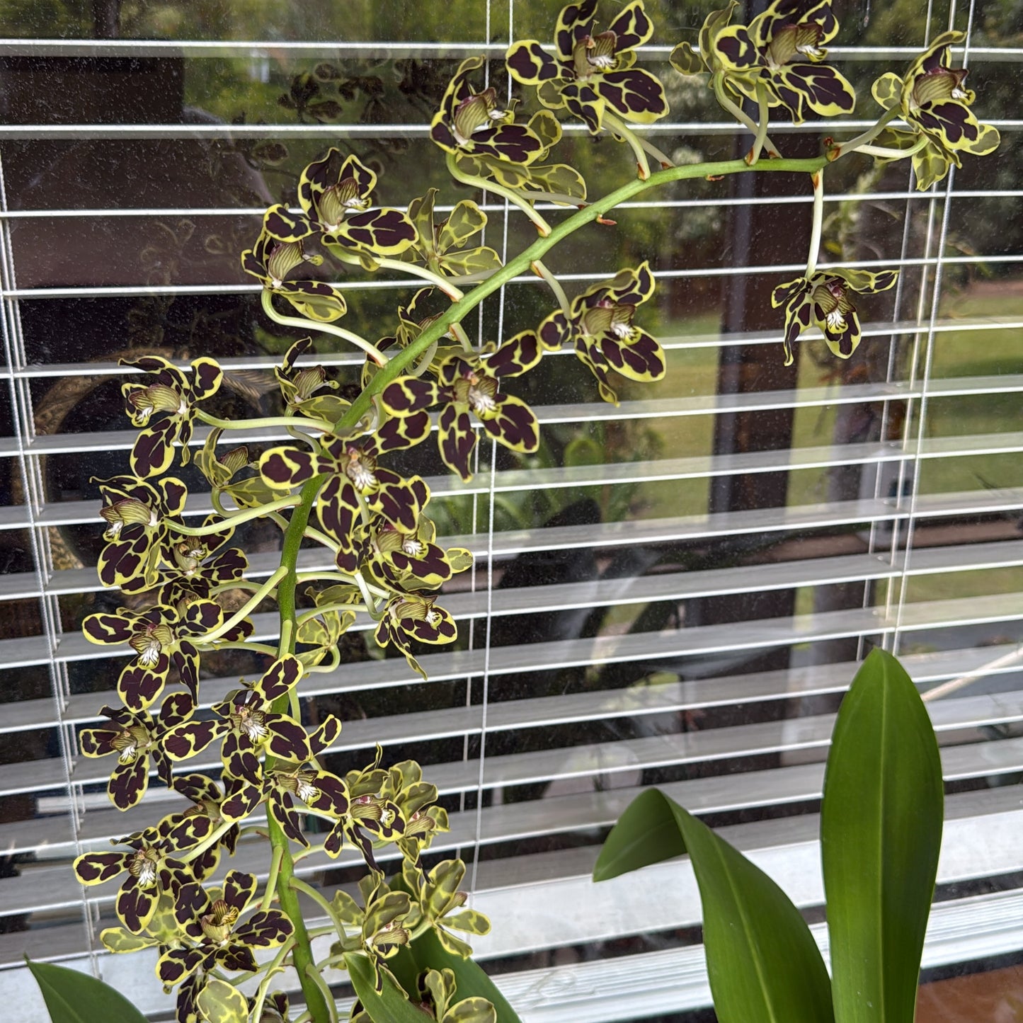 Gram. scriptum 'Leopard NN'  (big blooming monster hybrid)