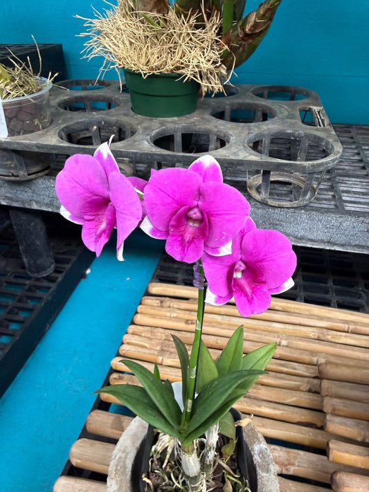 Dendrobium Burana 'Paragon' orchid