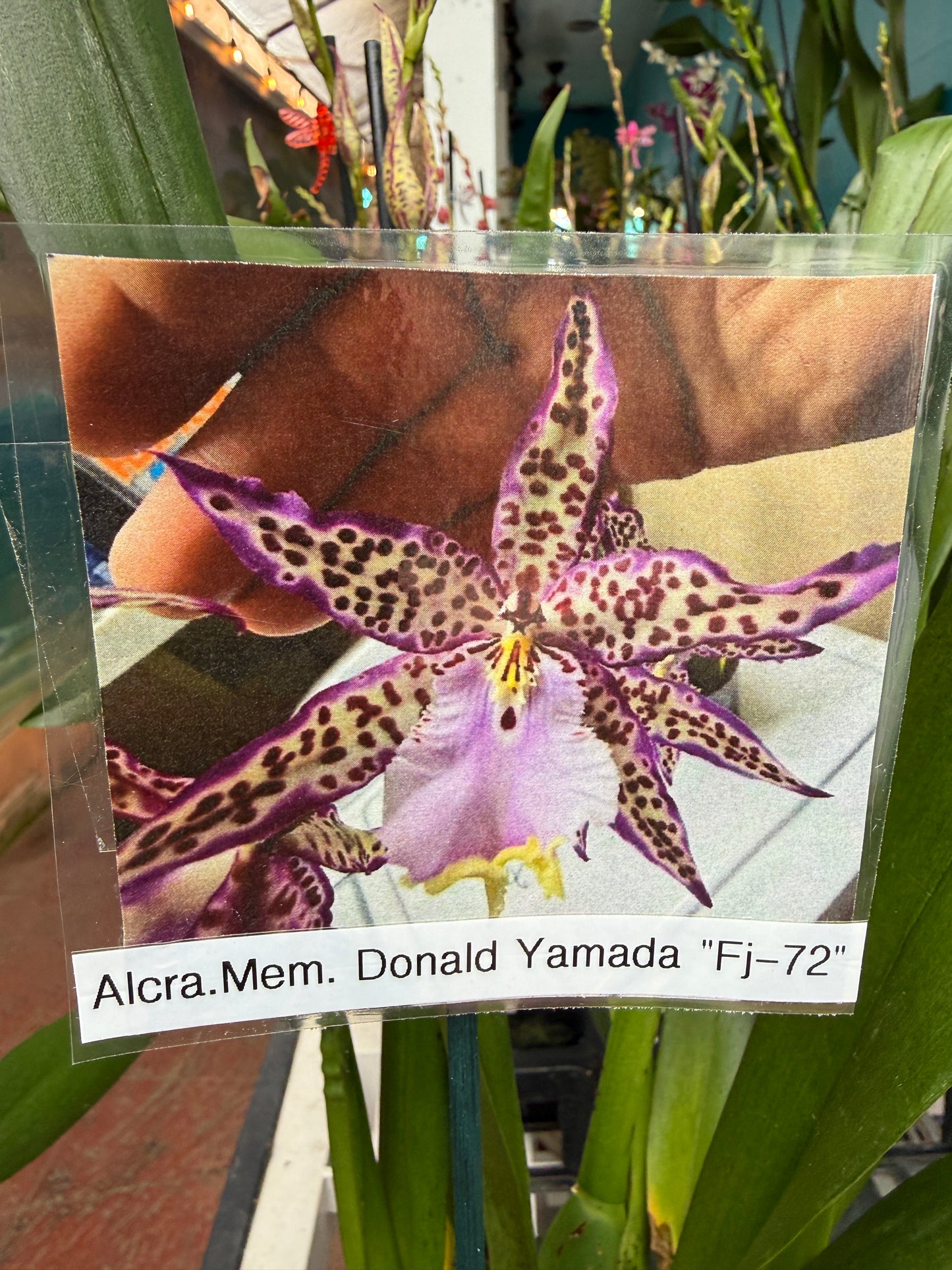 Aliceara Memoria Donald Yamada 'FJ-72' (Alcra. Memoria Jay Yamada x Onc. Fort Point)