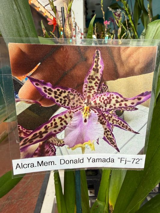 Aliceara Memoria Donald Yamada 'FJ-72' (Alcra. Memoria Jay Yamada x Onc. Fort Point)