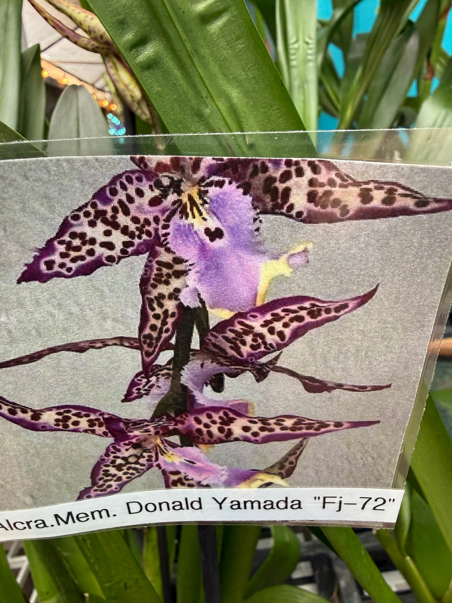 Aliceara Memoria Donald Yamada 'FJ-72' (Alcra. Memoria Jay Yamada x Onc. Fort Point)