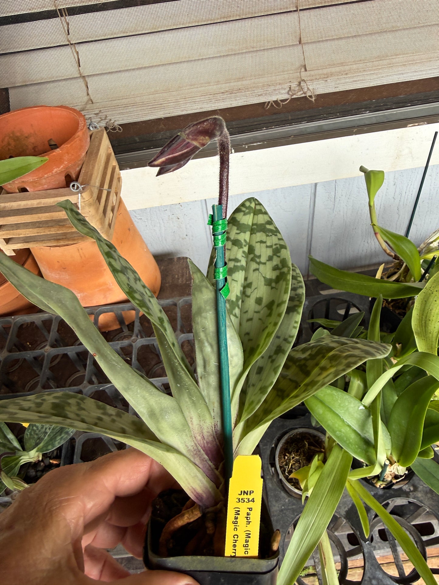 Paph. Grower's Choice-Maudiae hybrids White, purple, spotted