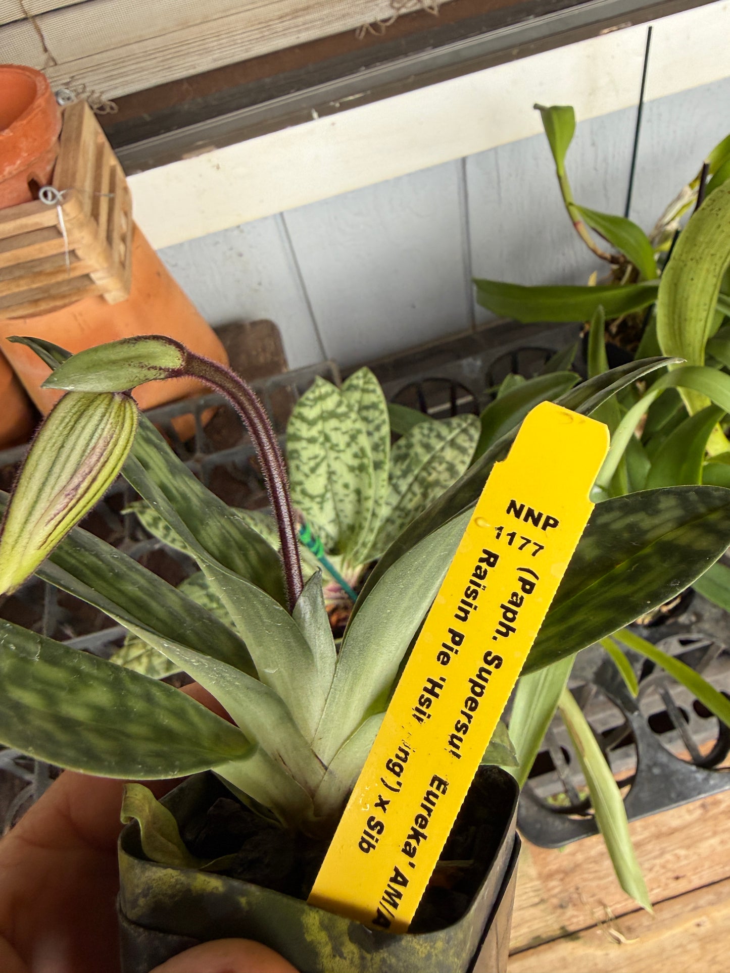 Paph. Grower's Choice-Maudiae hybrids White, purple, spotted