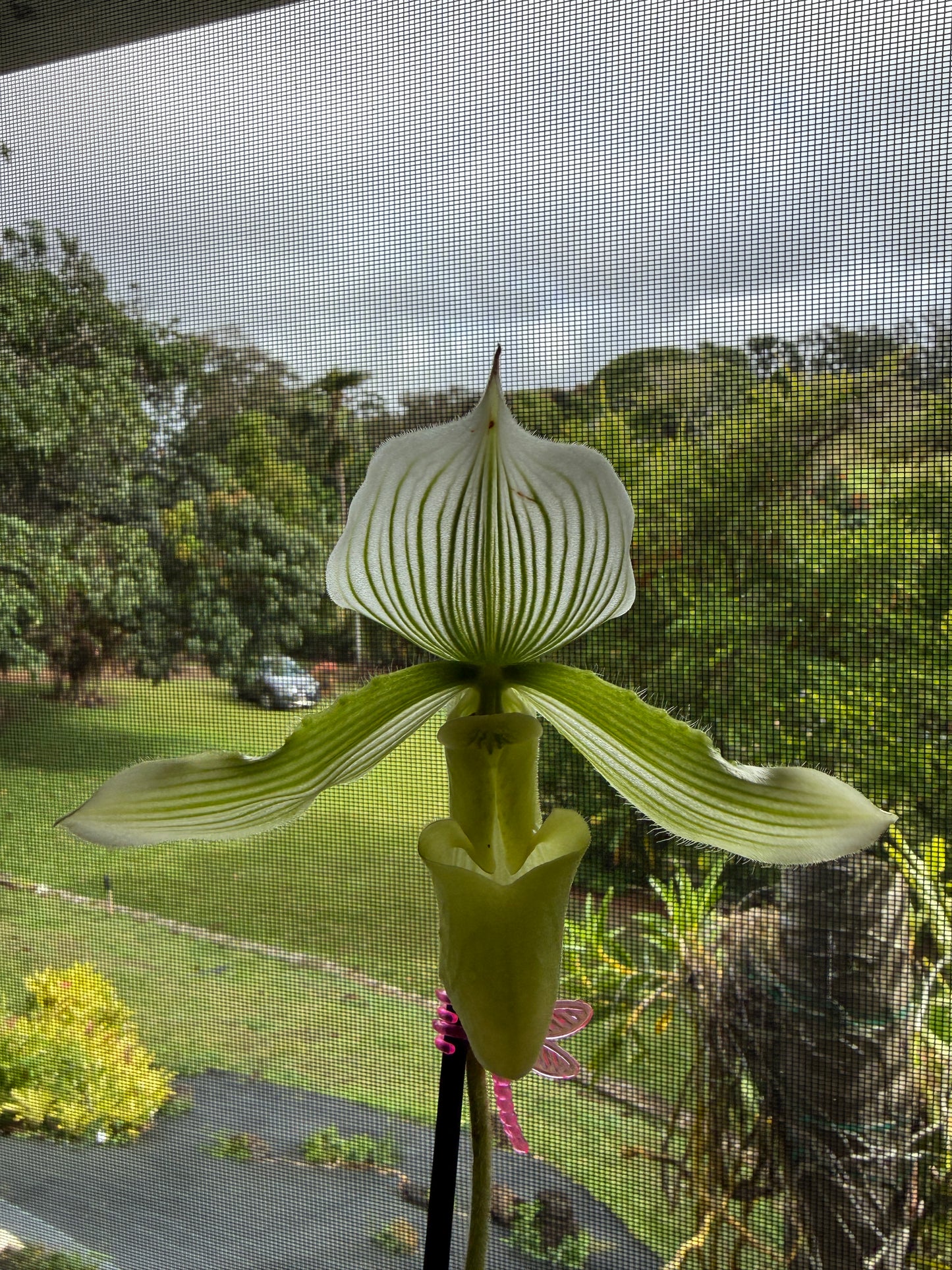 Paph. (Makuli x Curtsii) x maudiae 'Napa Valley' HCC/AOS orchid hybrid -White / green