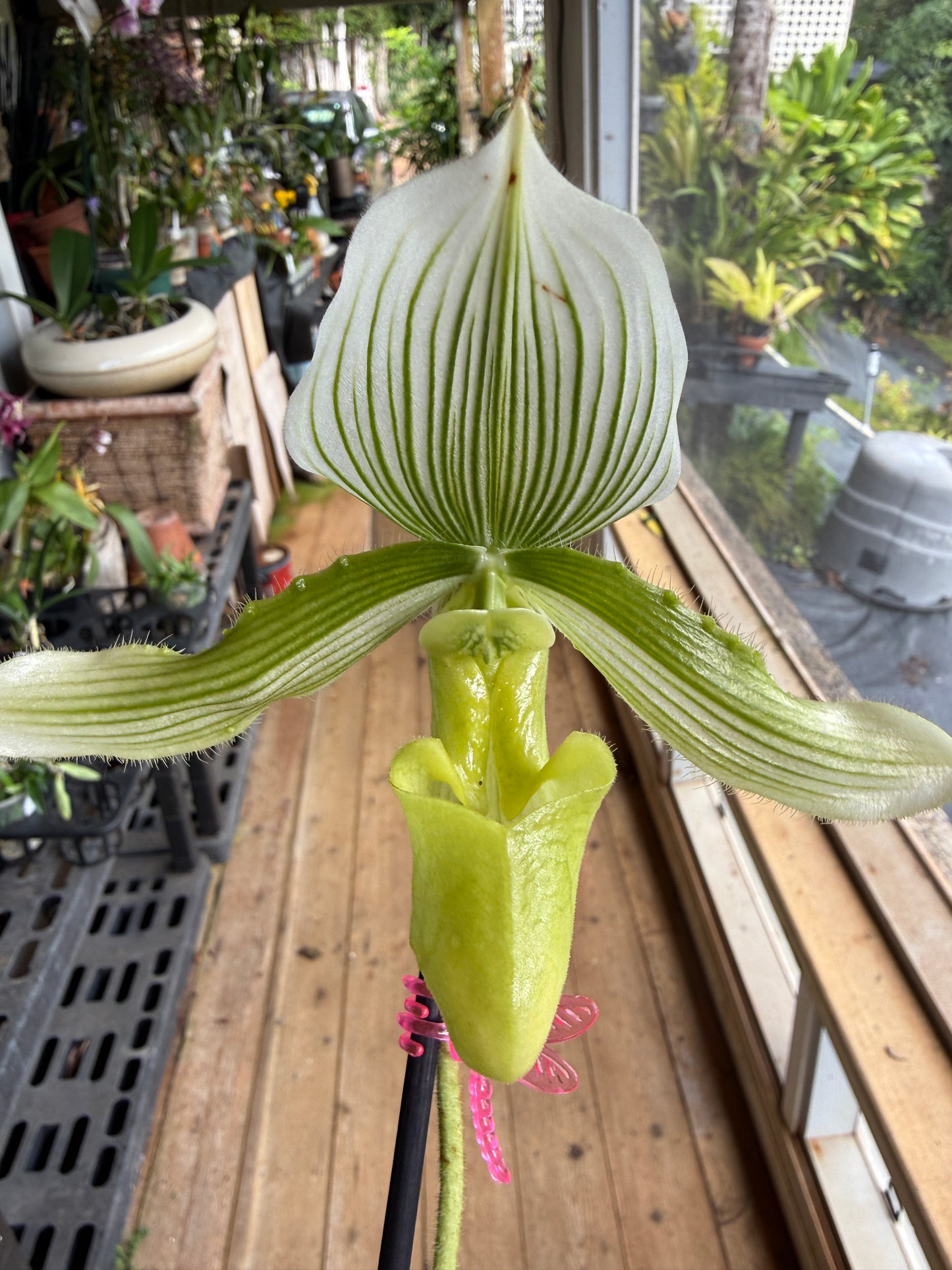Paph. (Makuli x Curtsii) x maudiae 'Napa Valley' HCC/AOS orchid hybrid -White / green