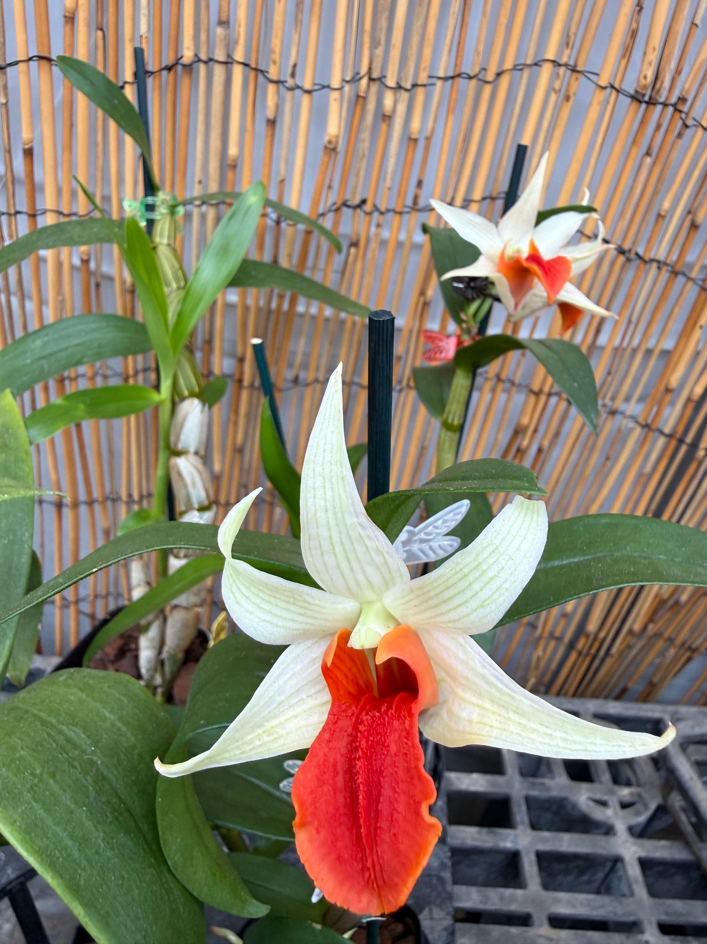 Den. Jiaho Delight 'Red Lips' long lasting blooms!
