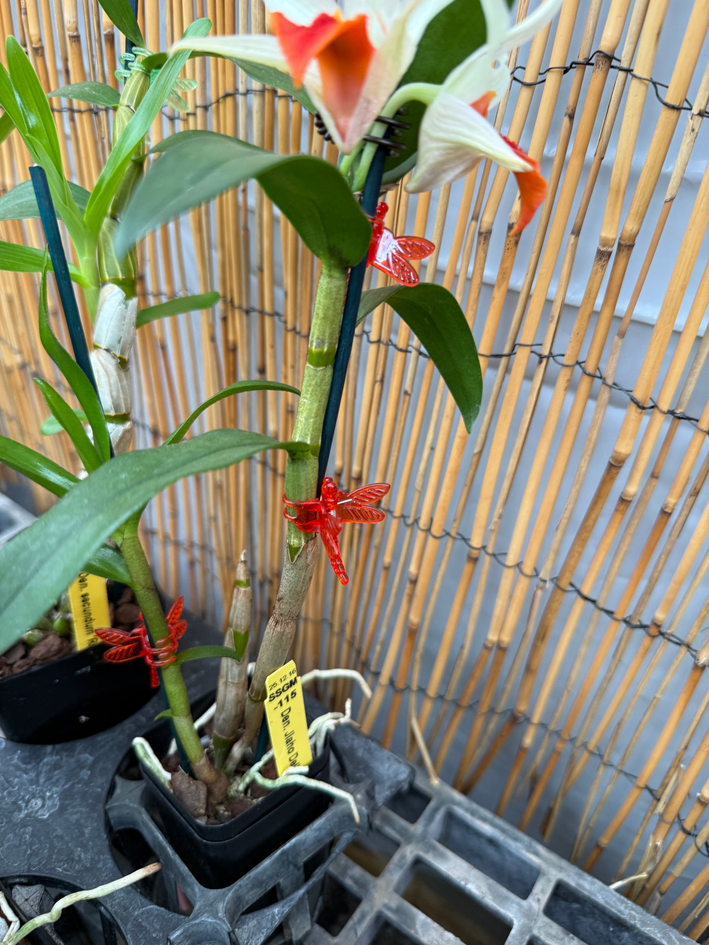 Den. Jiaho Delight 'Red Lips' long lasting blooms!