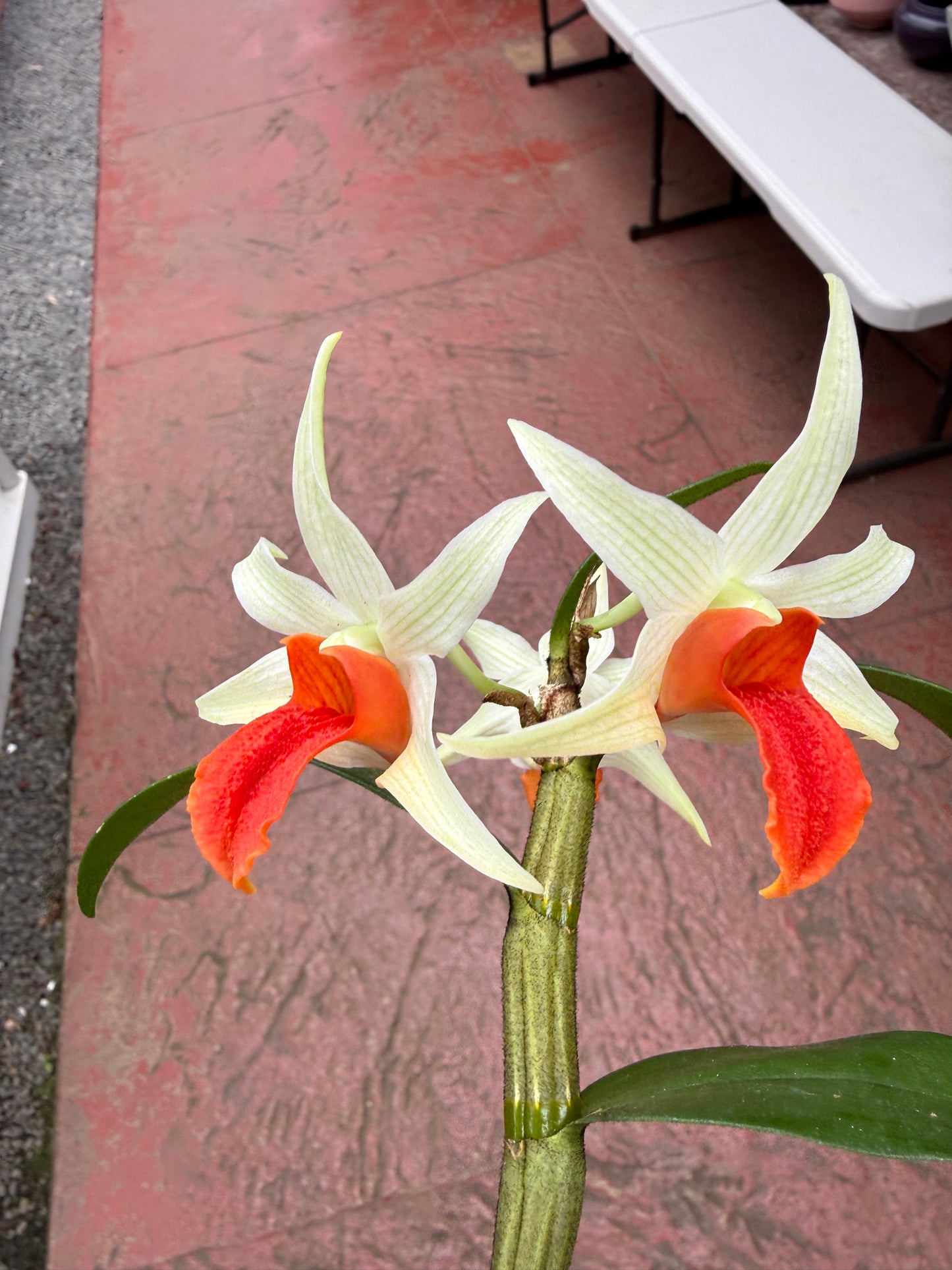 Den. Jiaho Delight 'Red Lips' long lasting blooms!