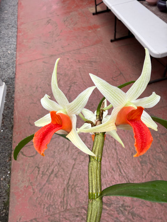 Den. Jiaho Delight 'Red Lips' long lasting blooms!