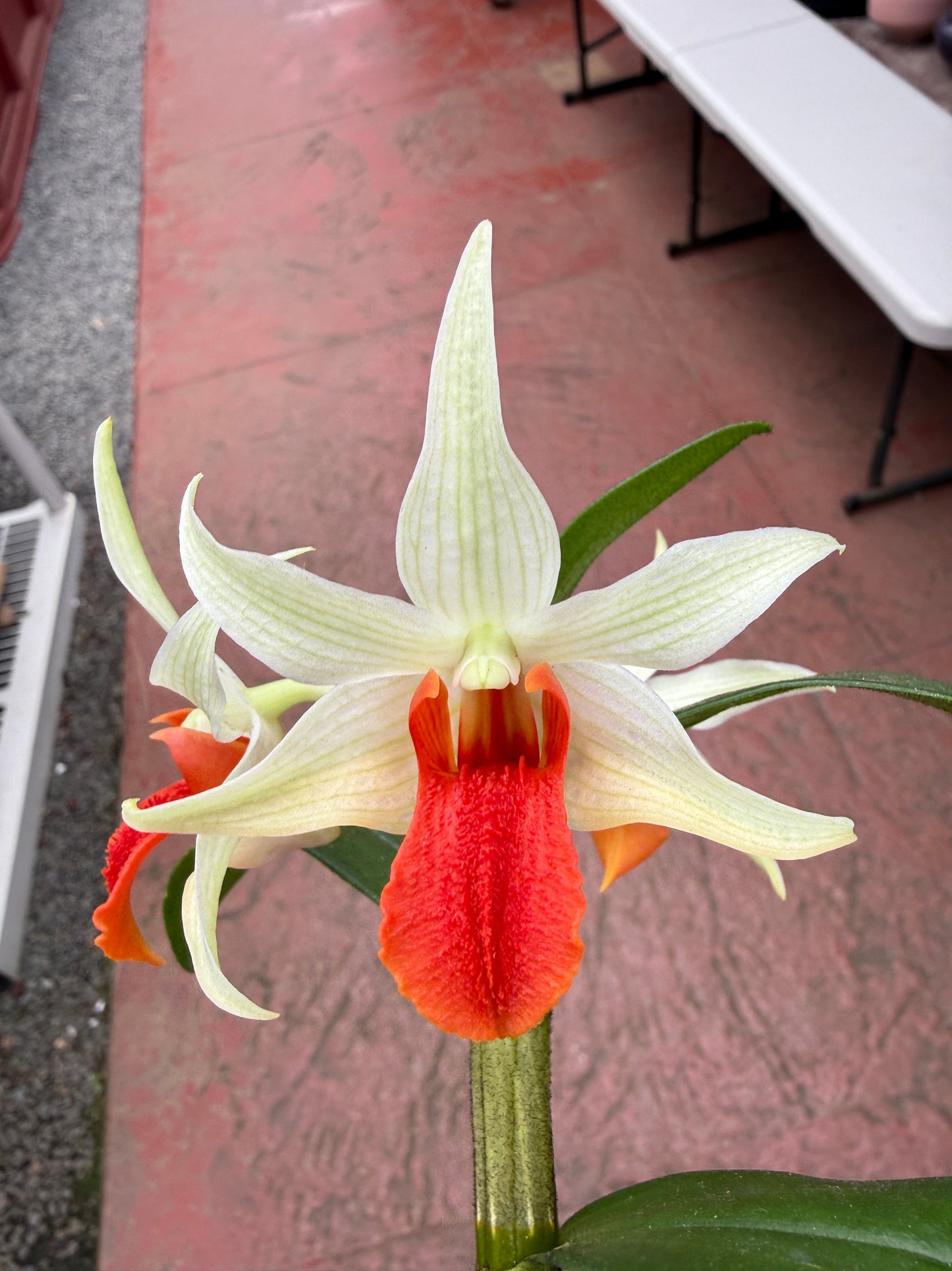 Den. Jiaho Delight 'Red Lips' long lasting blooms!
