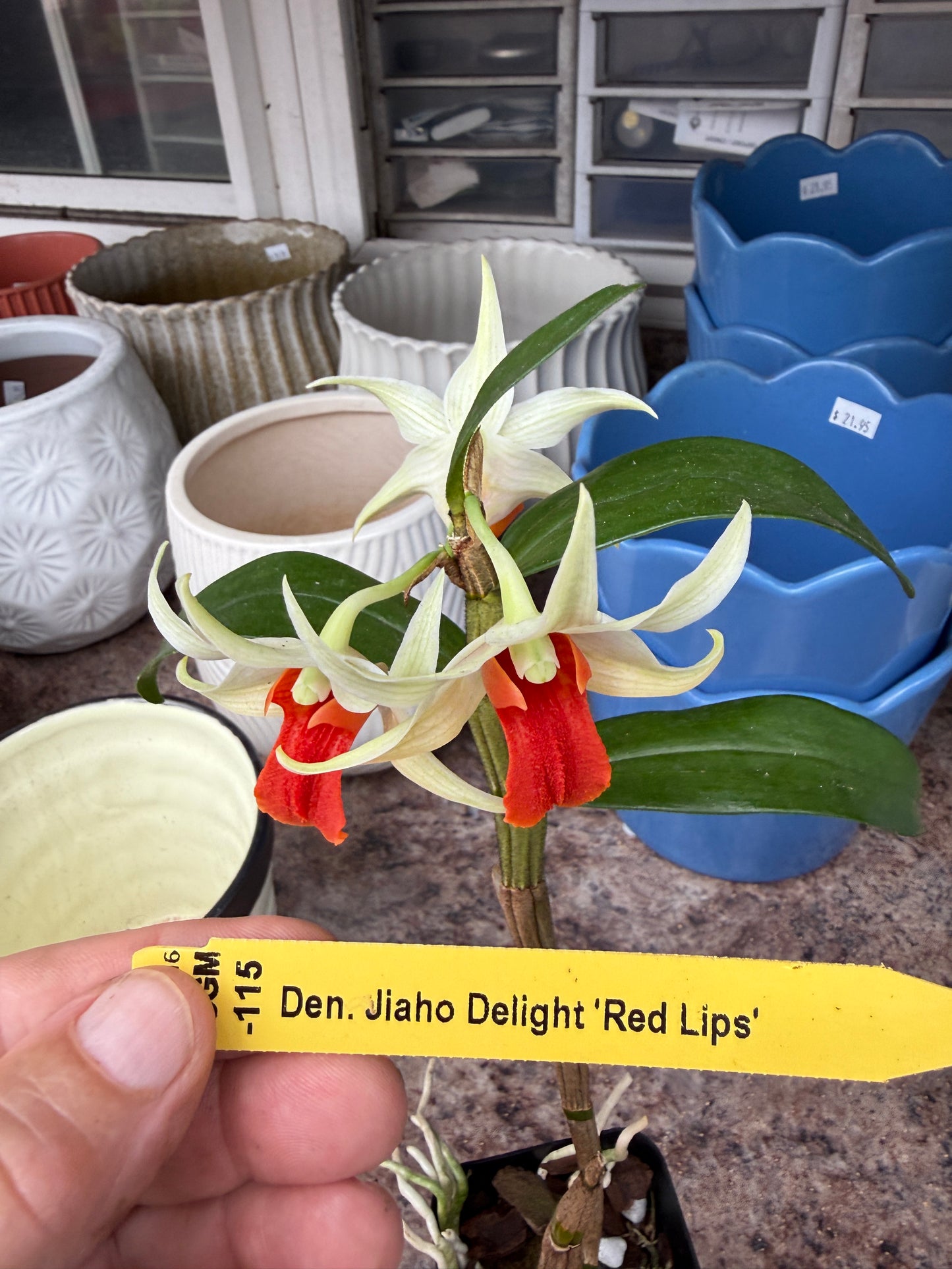 Den. Jiaho Delight 'Red Lips' long lasting blooms!