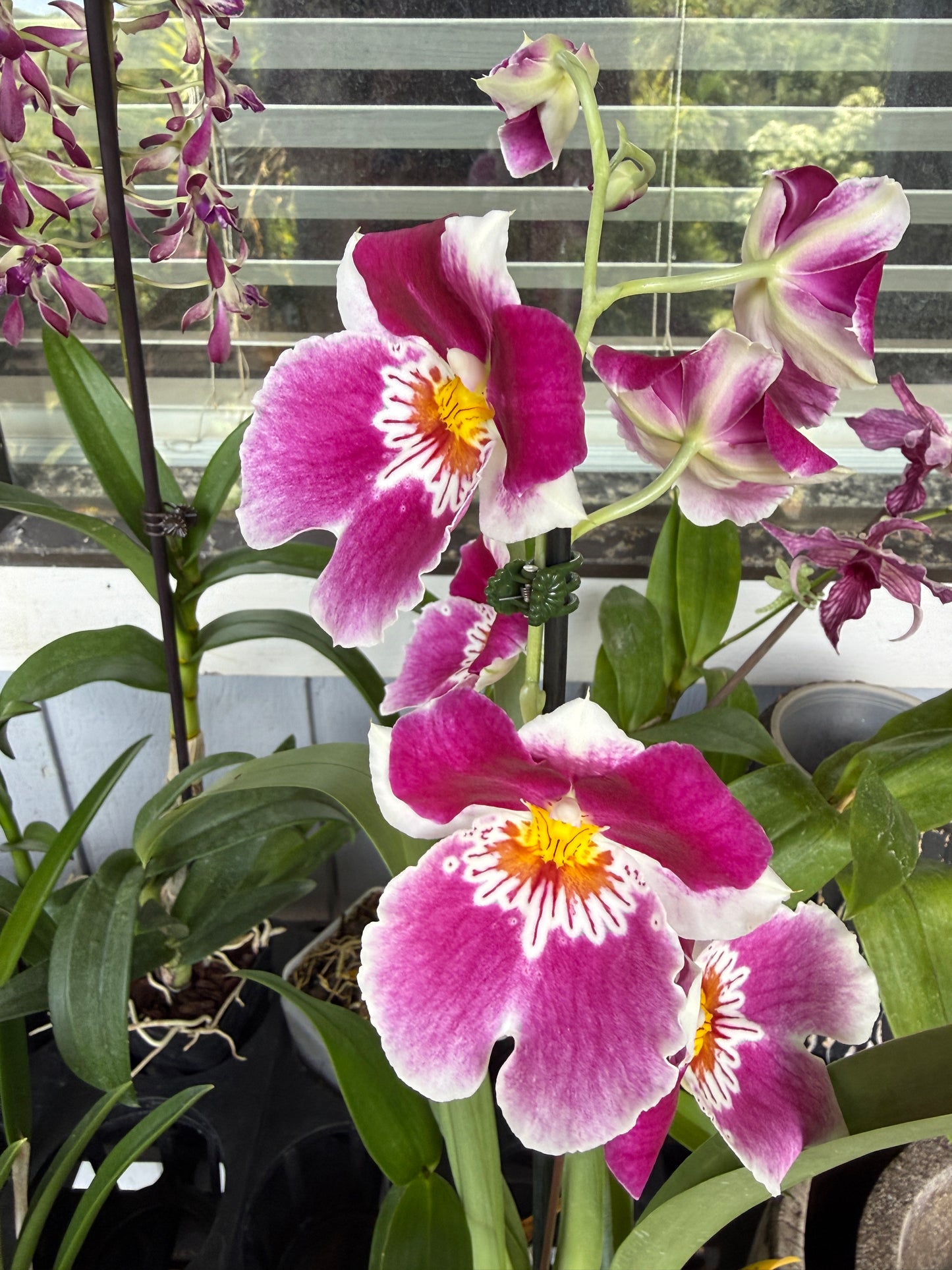 Milt. Red Tide hybrid orchid 2 spikes
