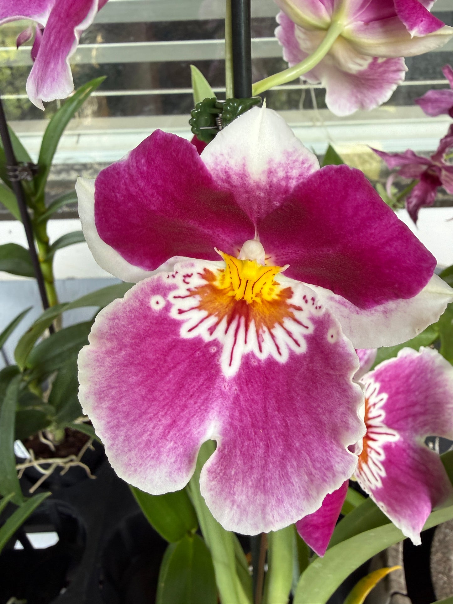 Milt. Red Tide hybrid orchid 2 spikes