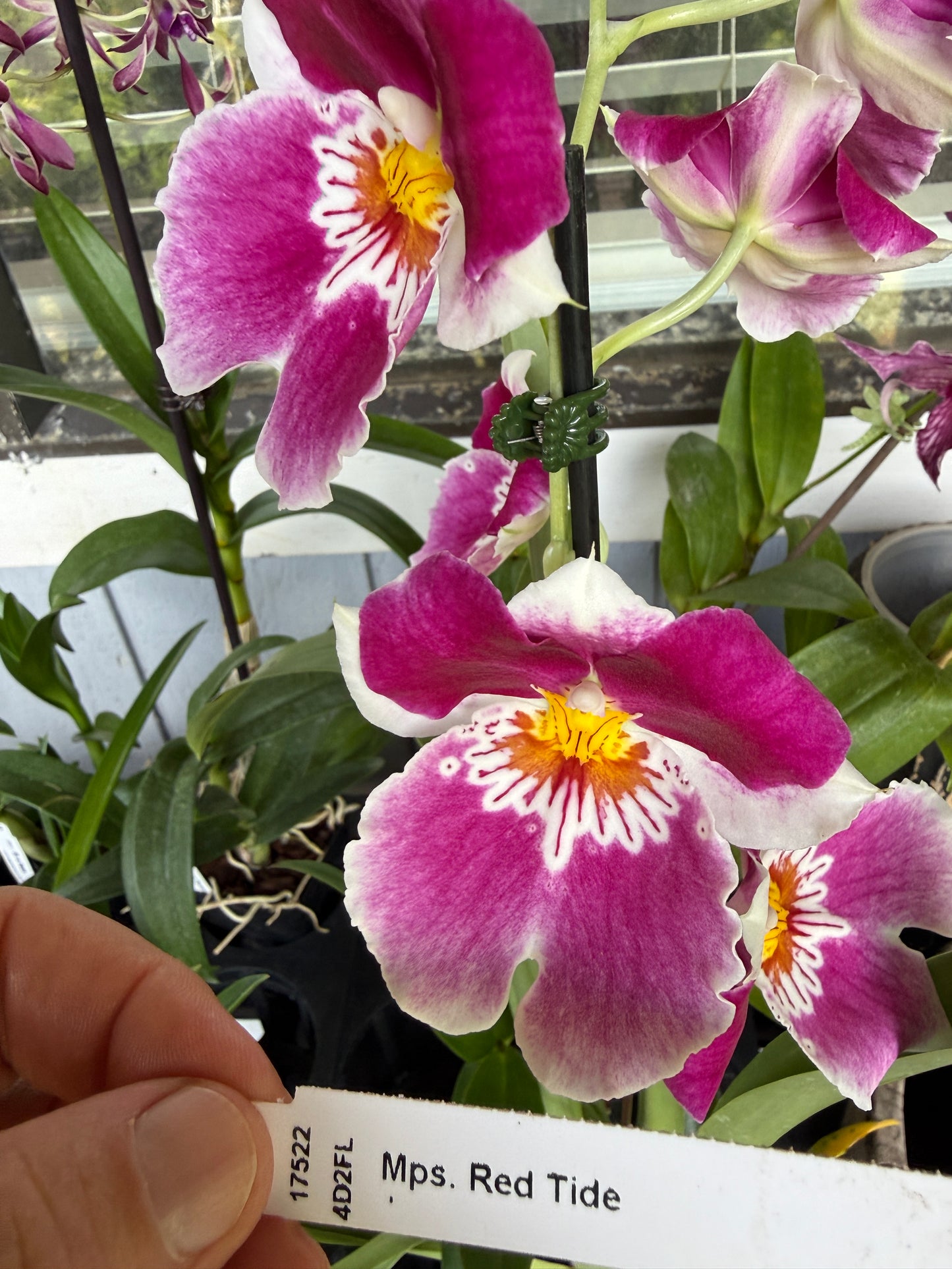 Milt. Red Tide hybrid orchid 2 spikes