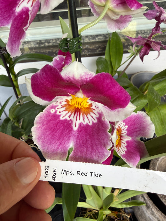 Milt. Red Tide hybrid orchid 2 spikes